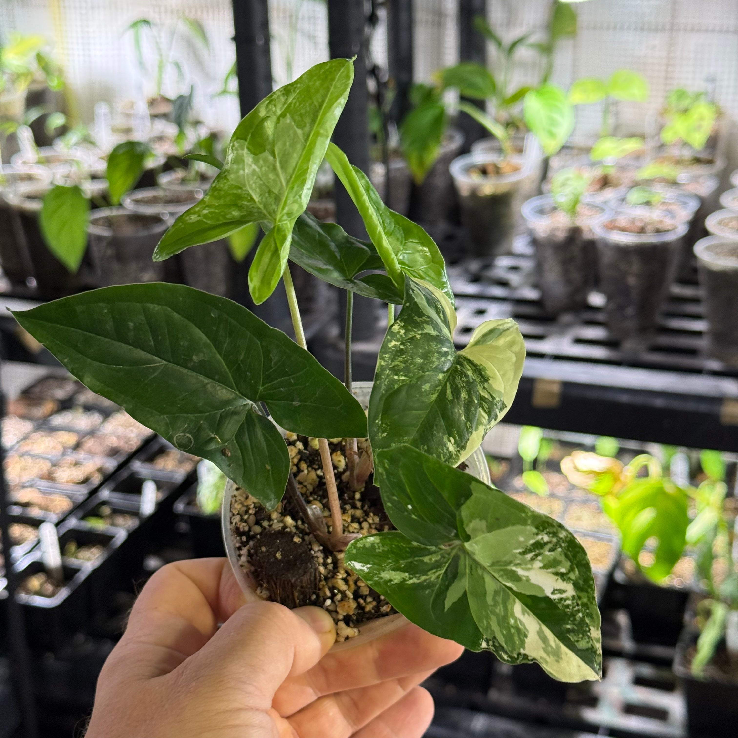 Syngonium podophyllum GoG variegata (green on green)