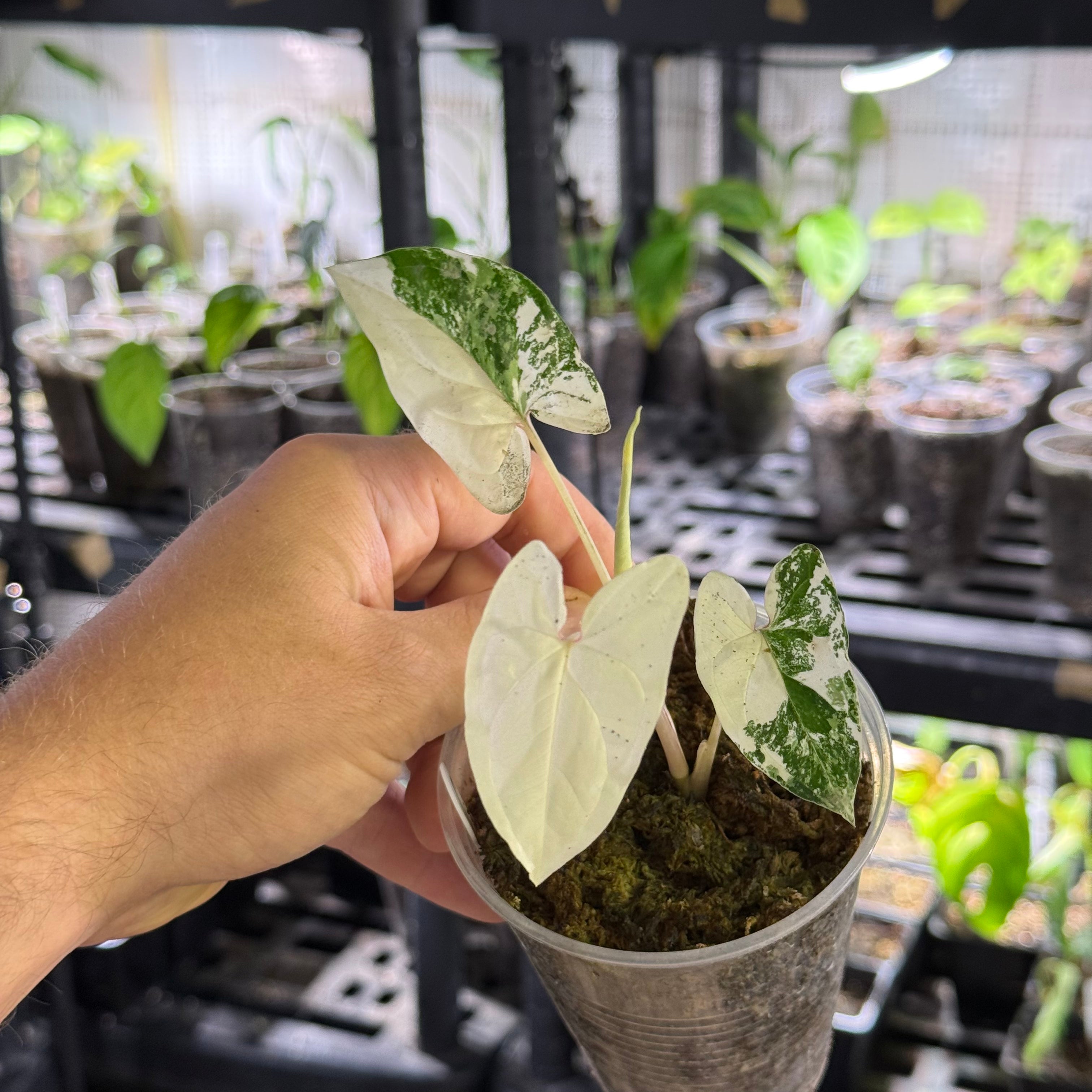 Syngonium podophyllum albo variegata
