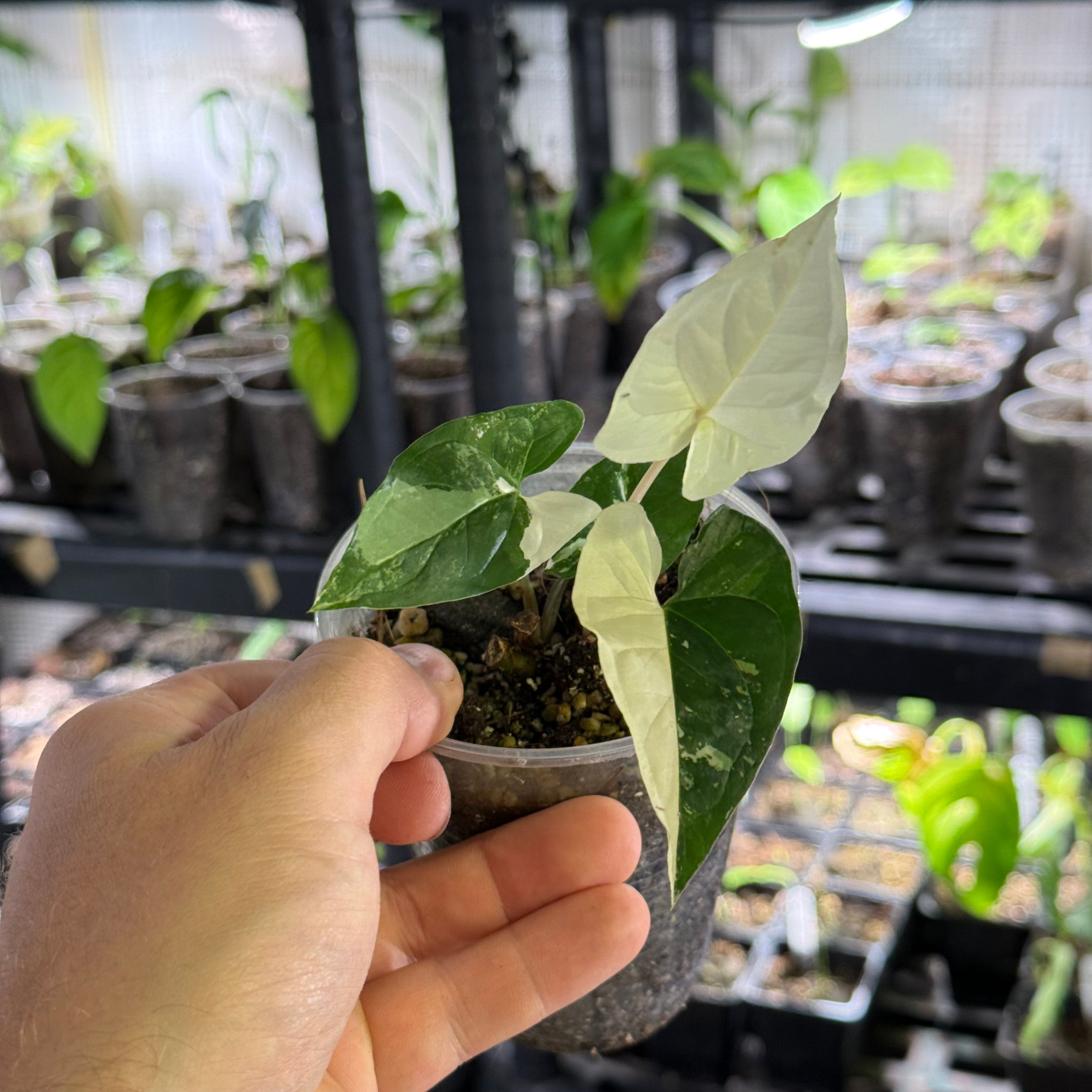 Syngonium podophyllum albo variegata