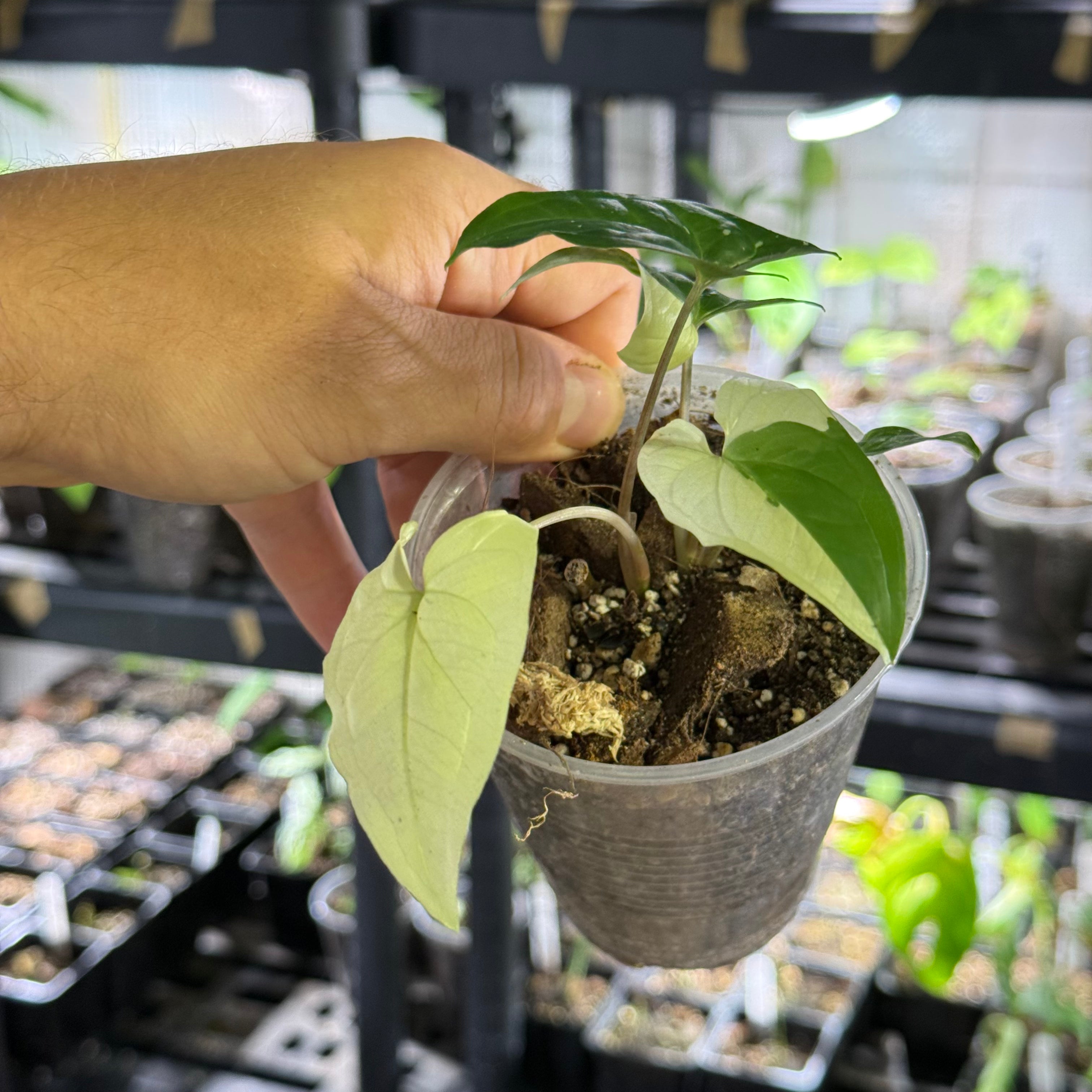 Syngonium podophyllum albo variegata