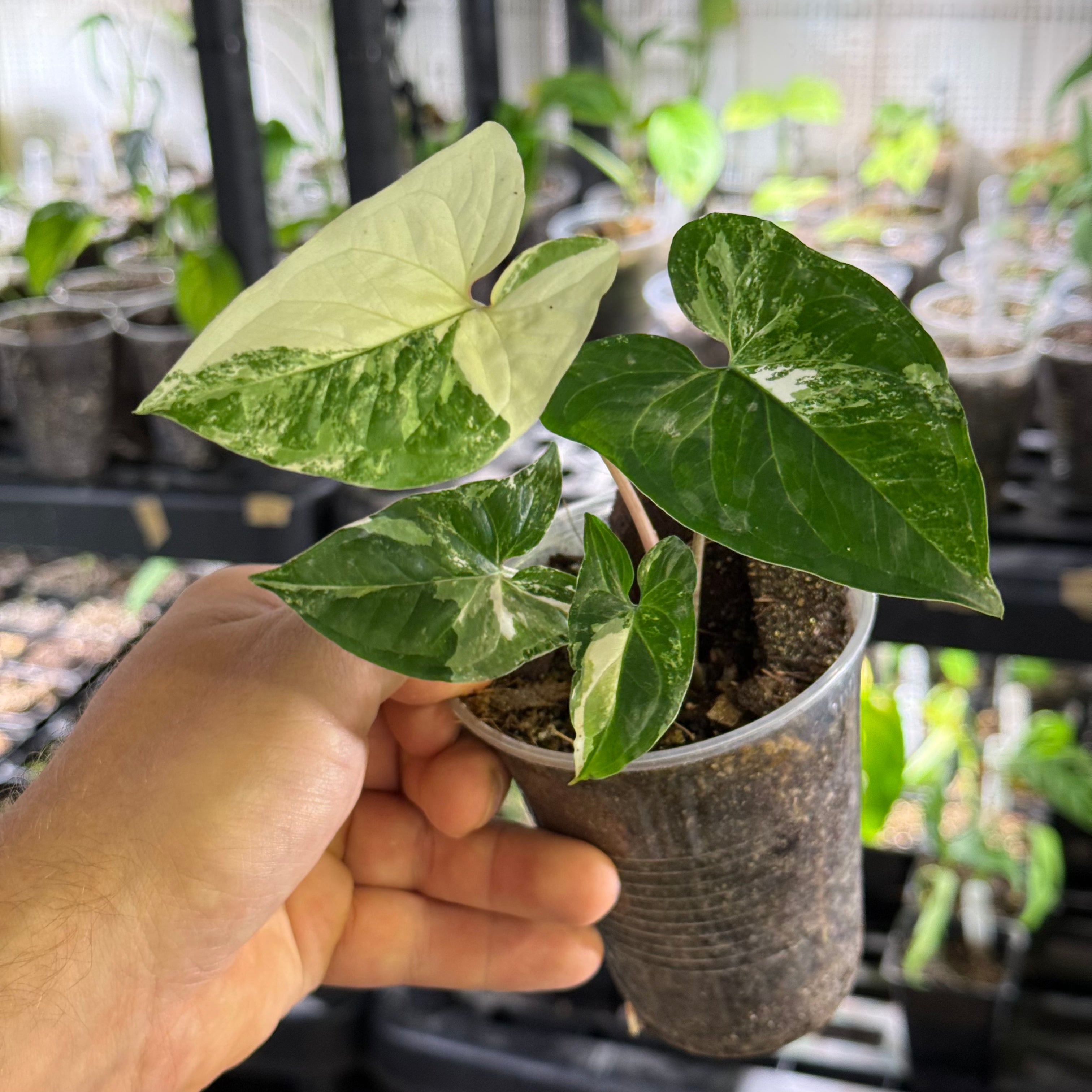 Syngonium podophyllum albo variegata
