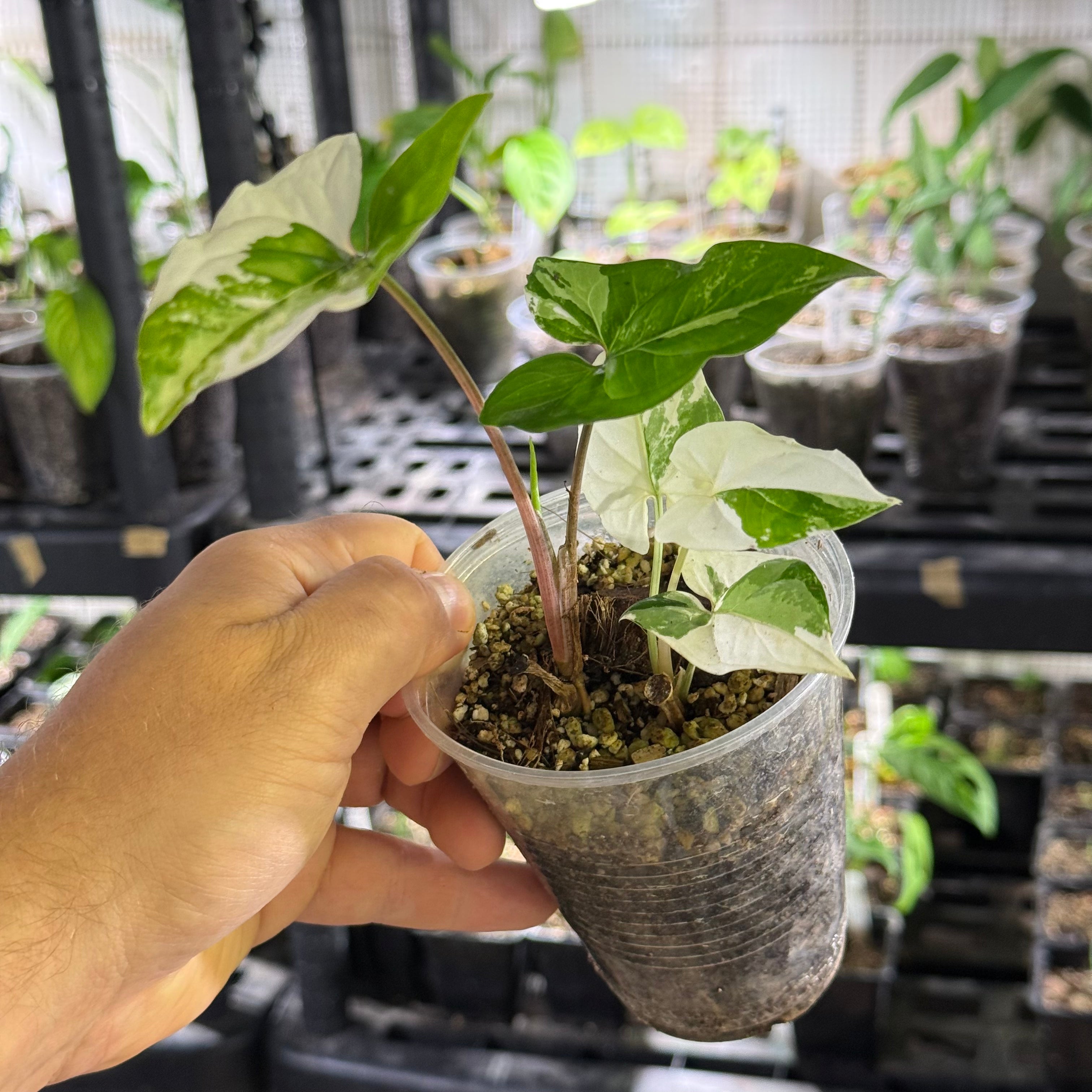 Syngonium podophyllum albo variegata