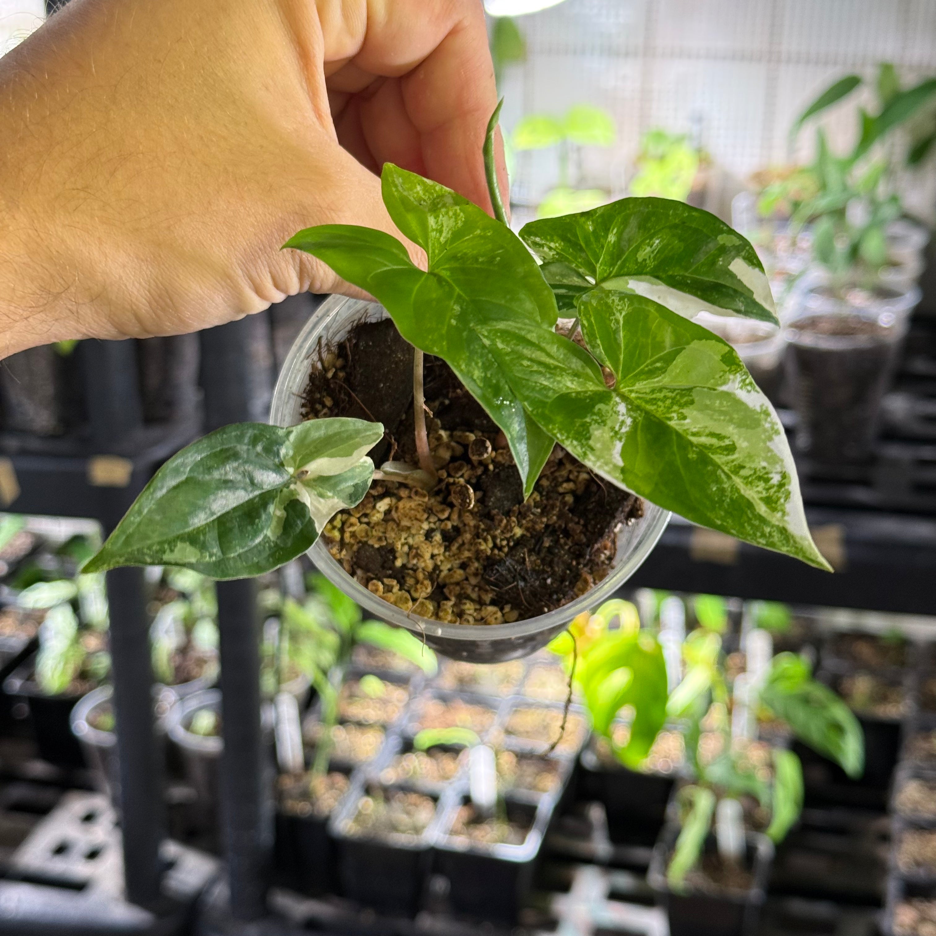 Syngonium podophyllum GoG variegata (green on green)