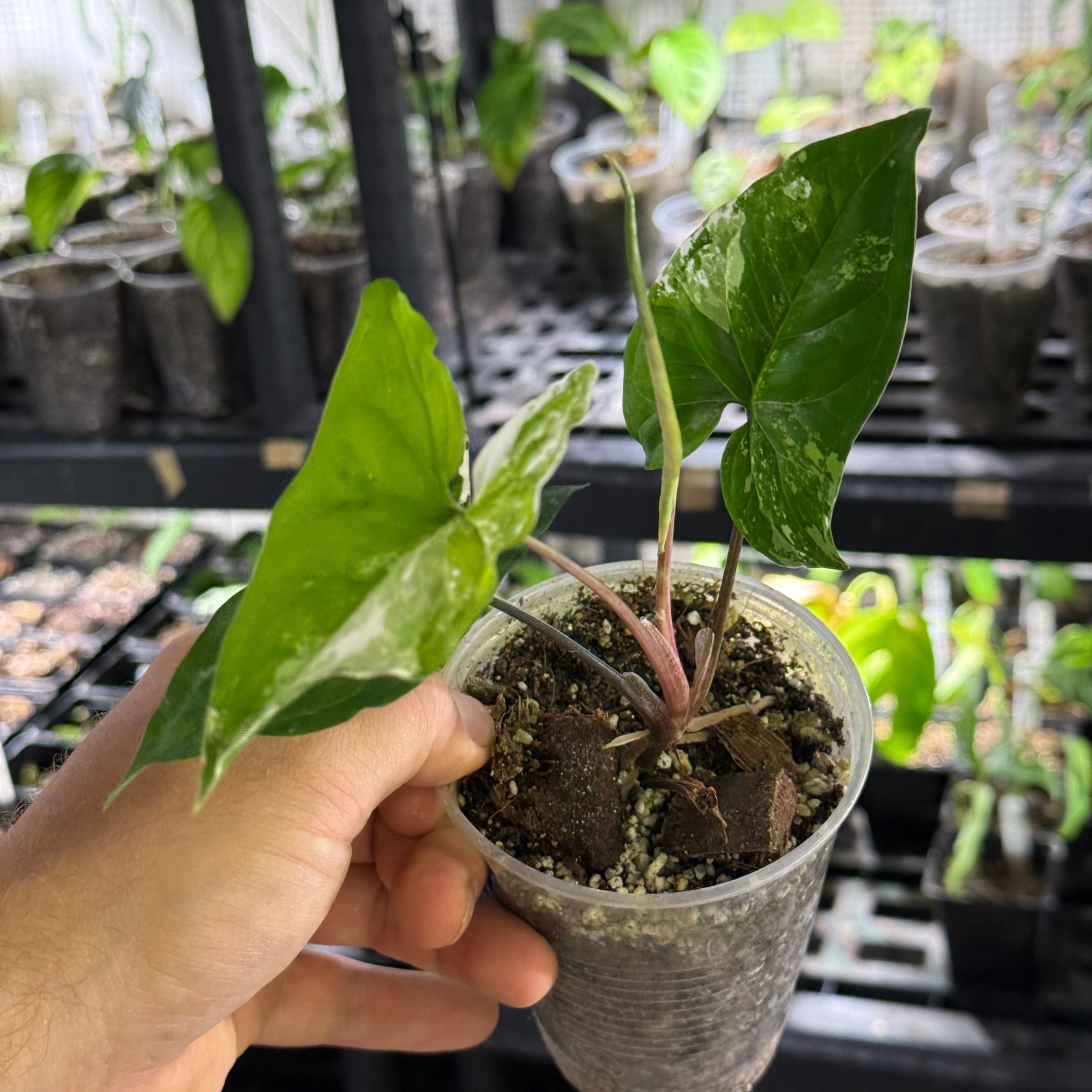 Syngonium podophyllum albo variegata