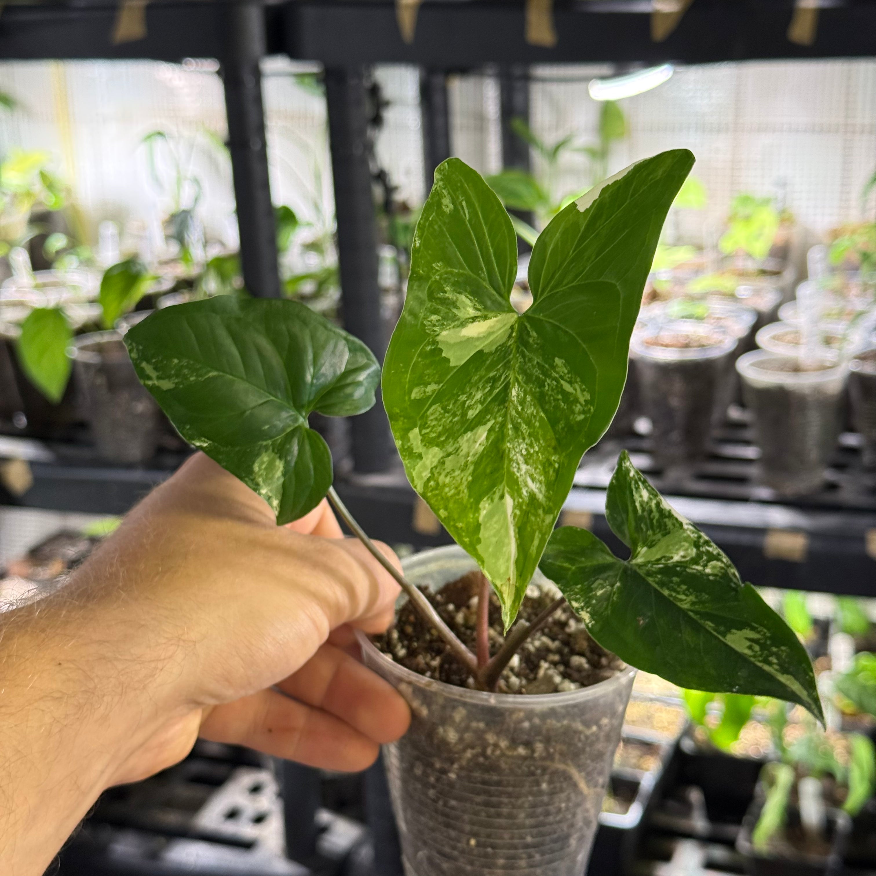 Syngonium podophyllum GoG variegata (green on green)