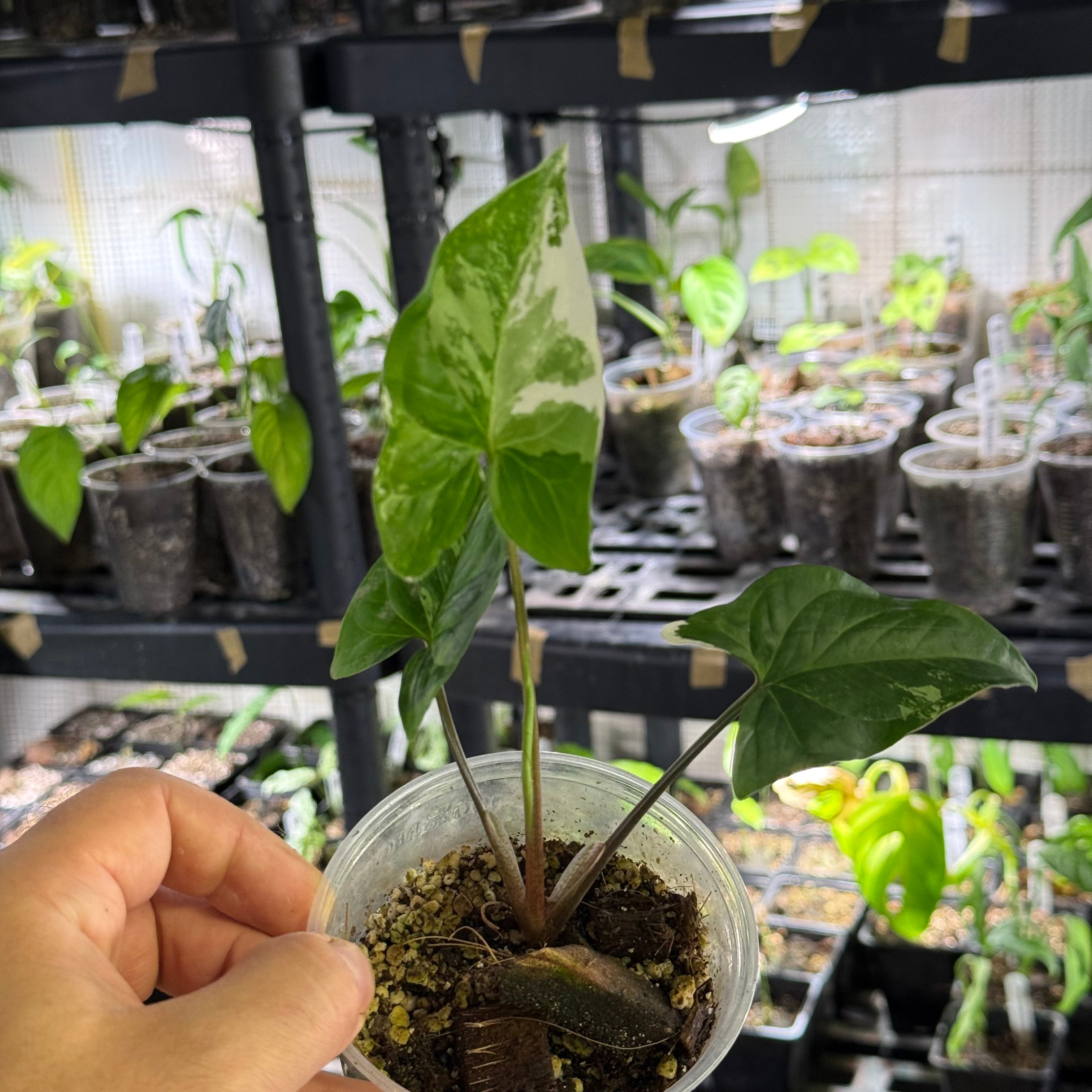 Syngonium podophyllum albo variegata