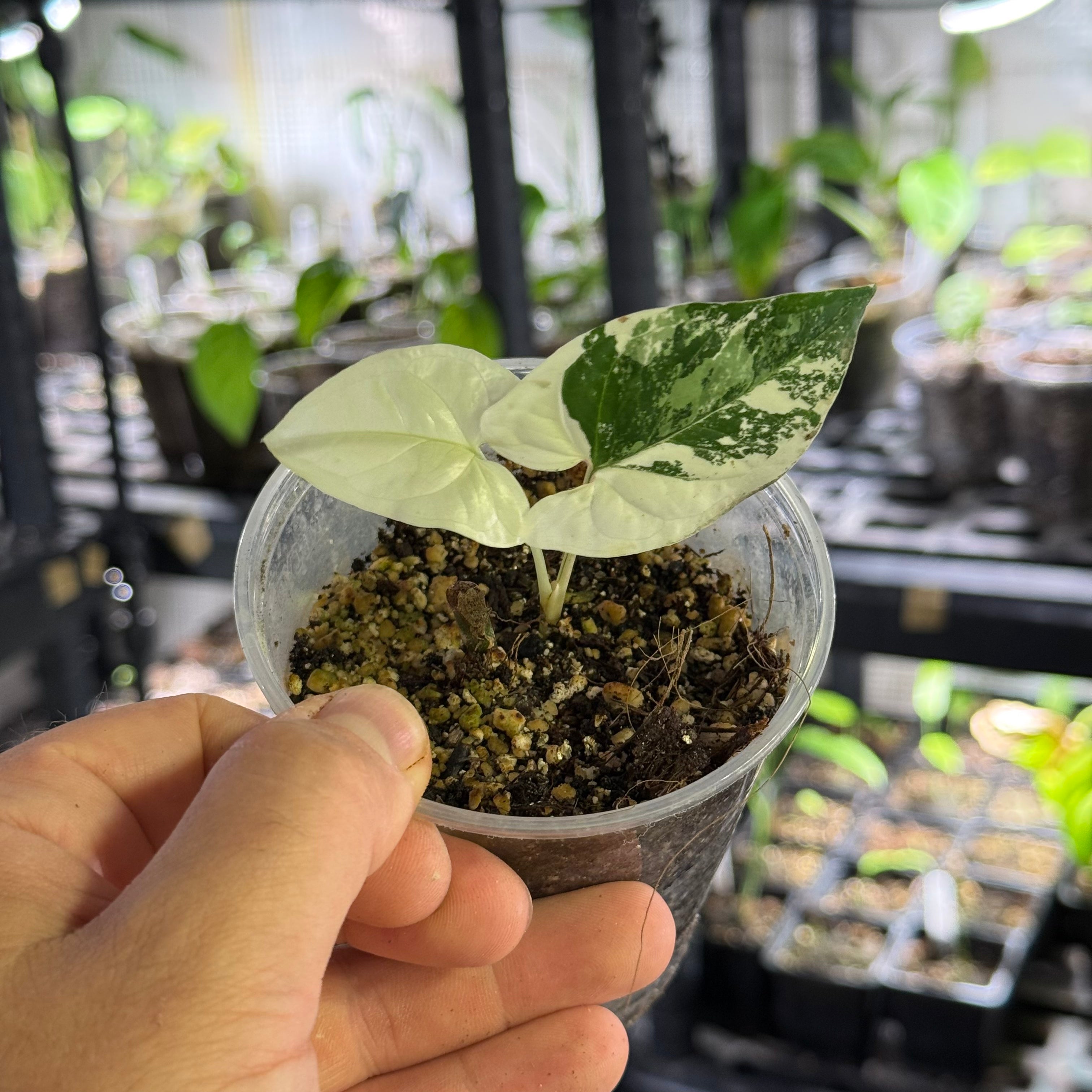 Syngonium podophyllum albo variegata