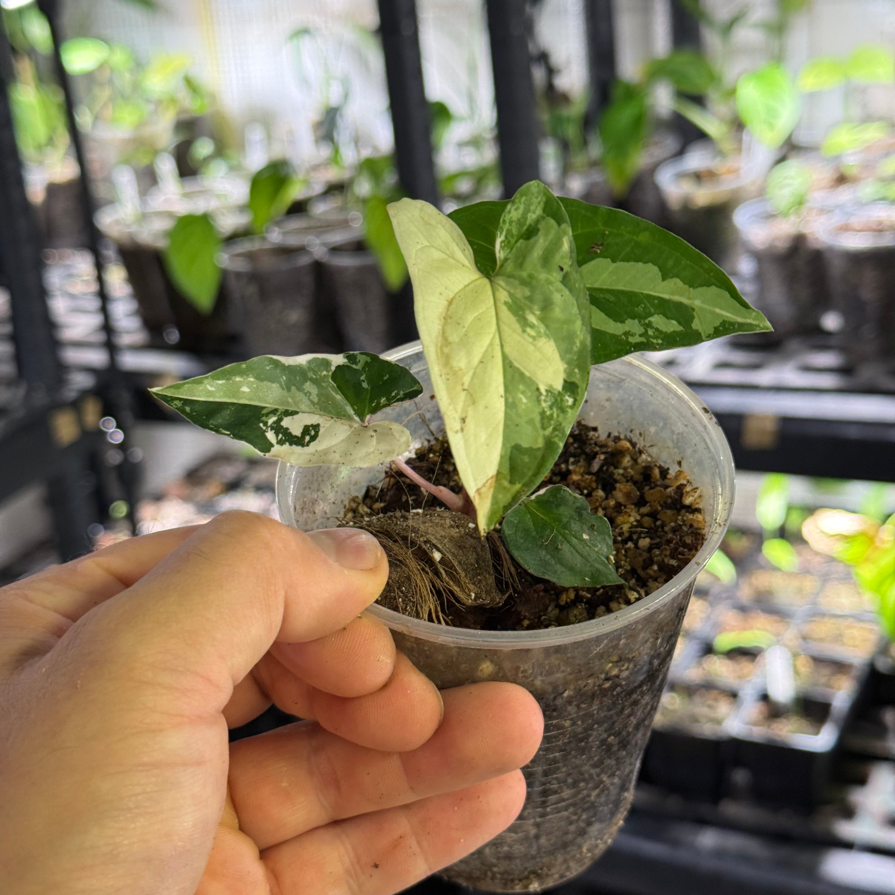 Syngonium podophyllum albo variegata