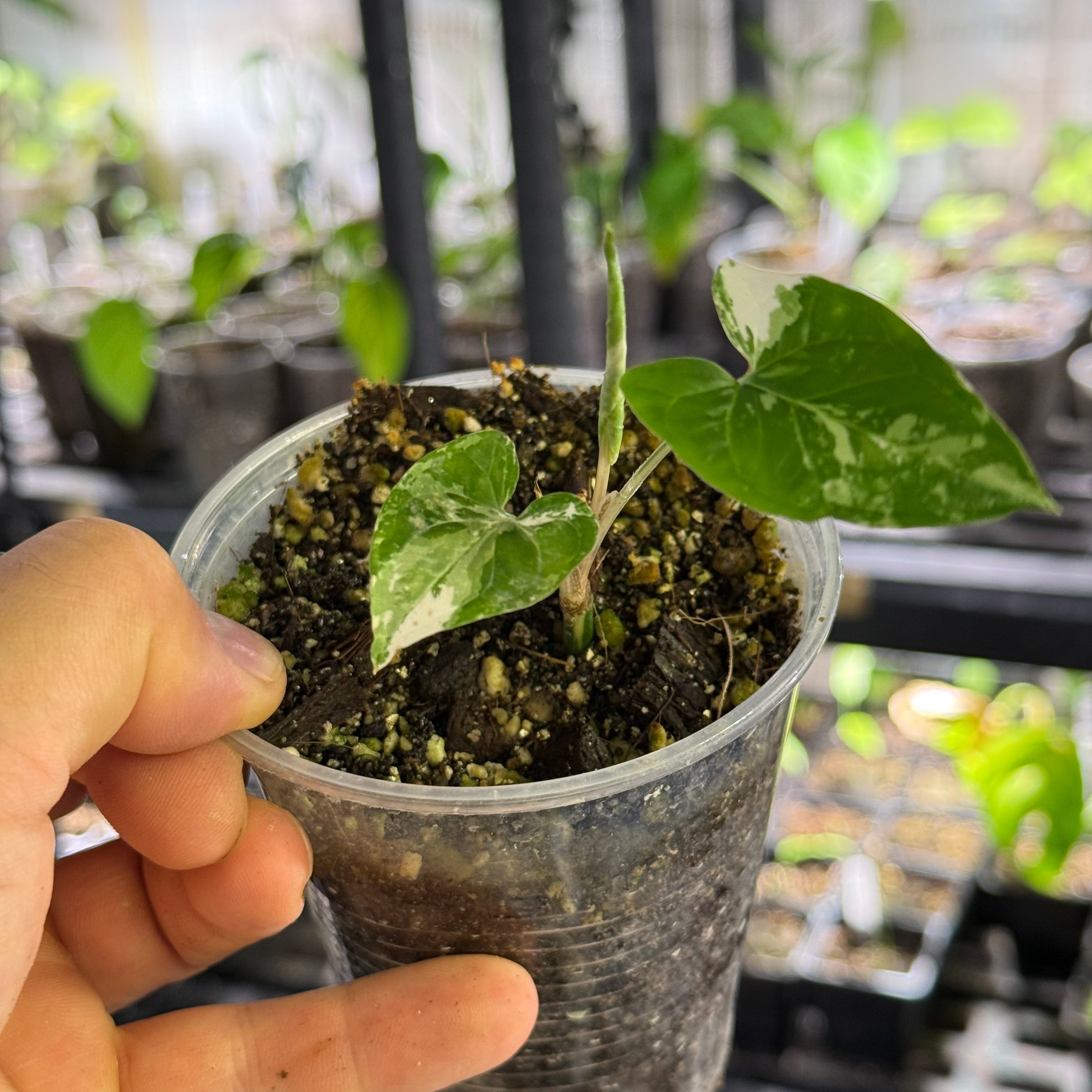 Syngonium podophyllum GoG variegata (green on green)