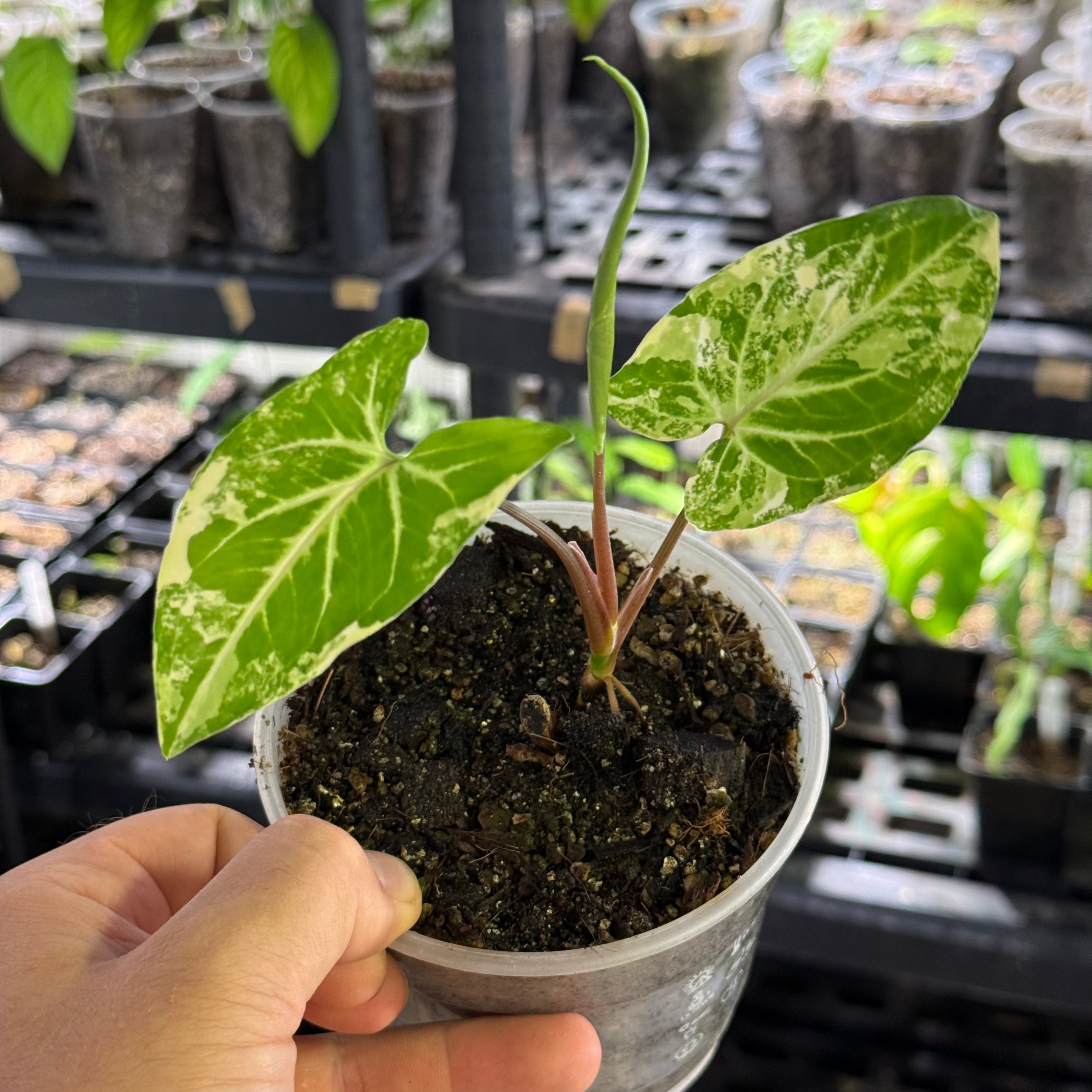 Syngonium podophyllum GoG variegata (green on green)
