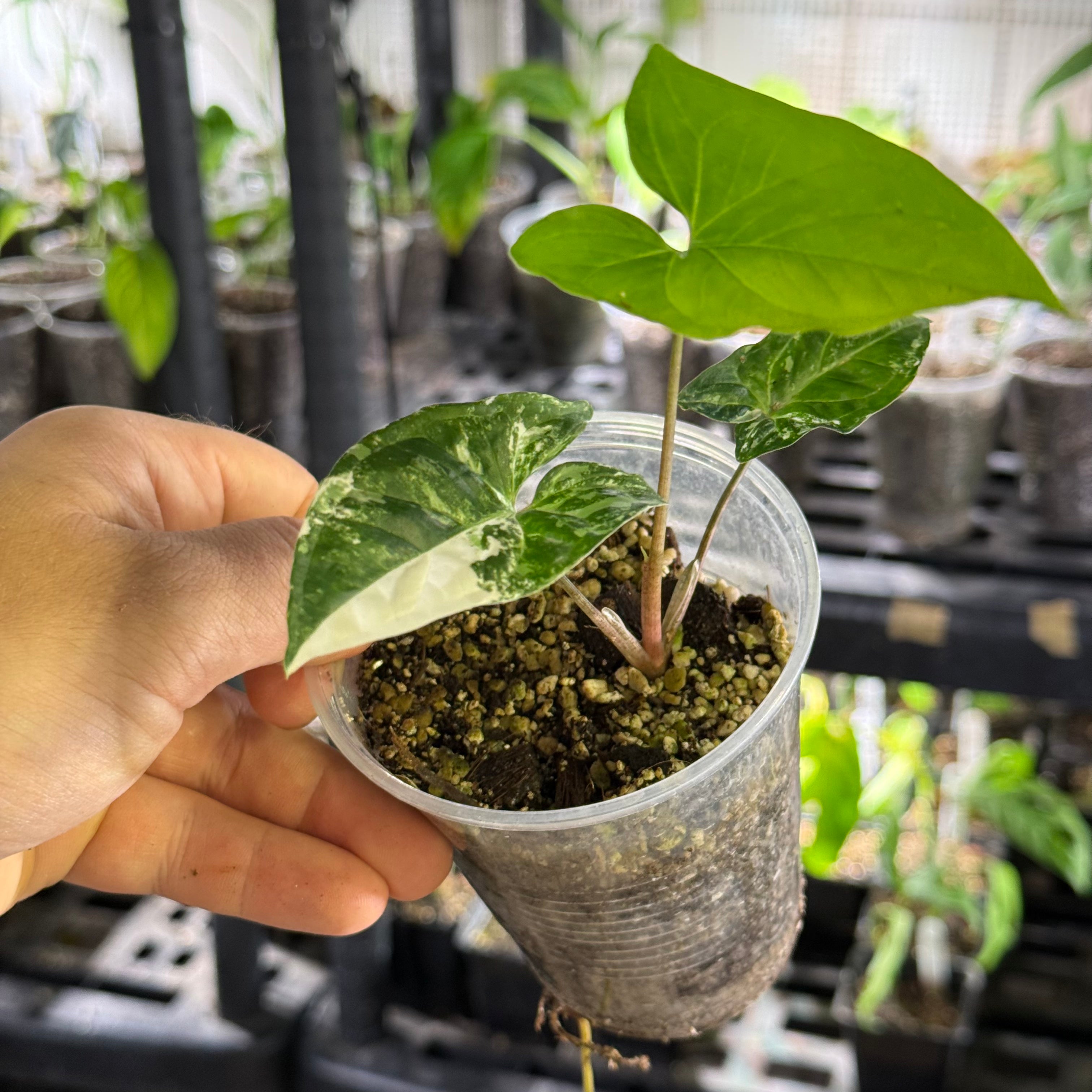Syngonium podophyllum albo variegata