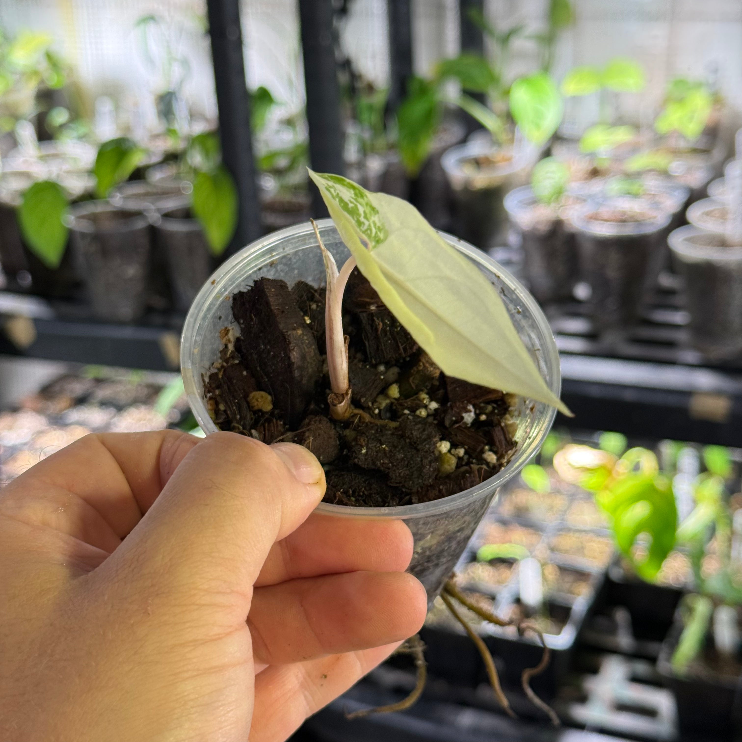 Syngonium podophyllum albo variegata