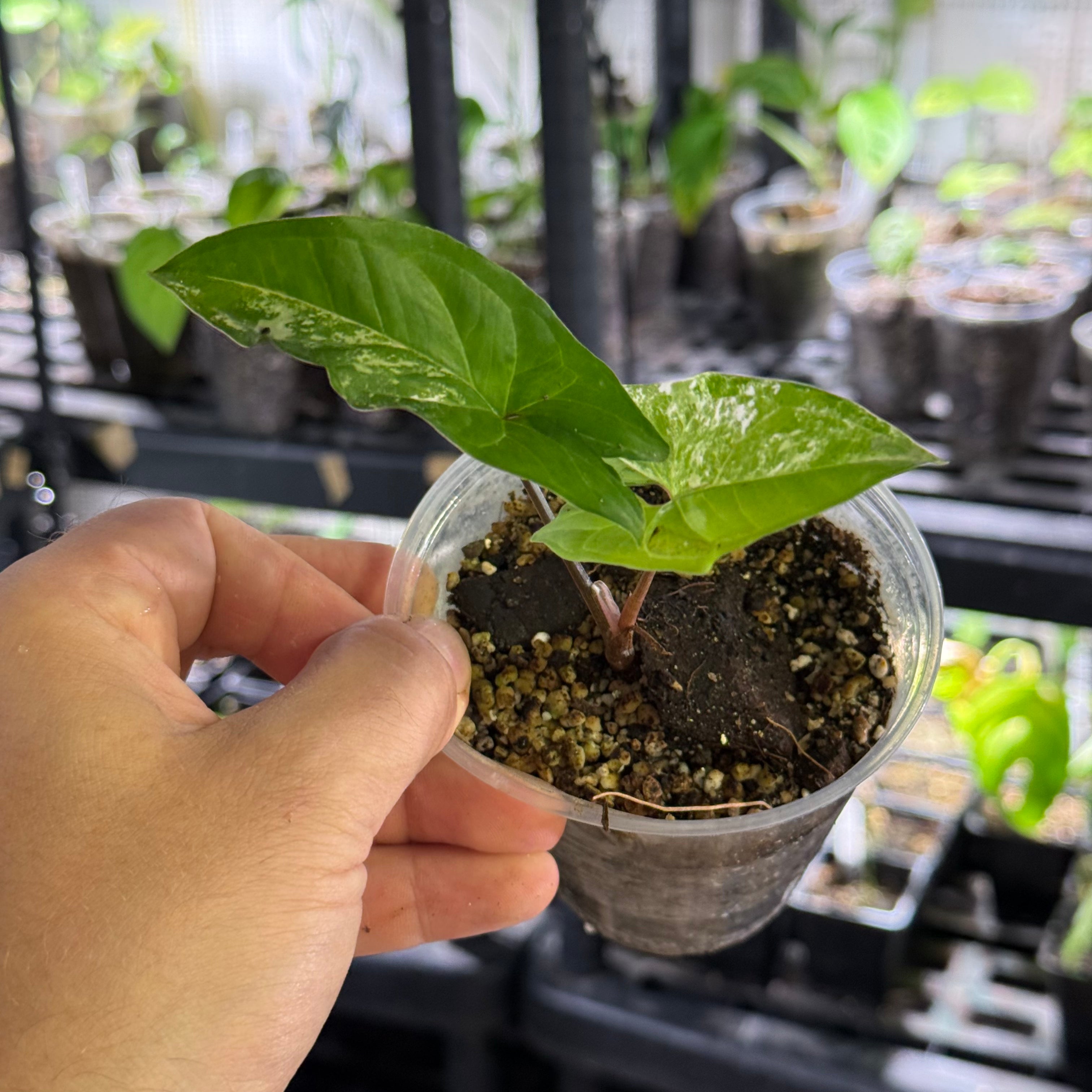 Syngonium podophyllum GoG variegata (green on green)