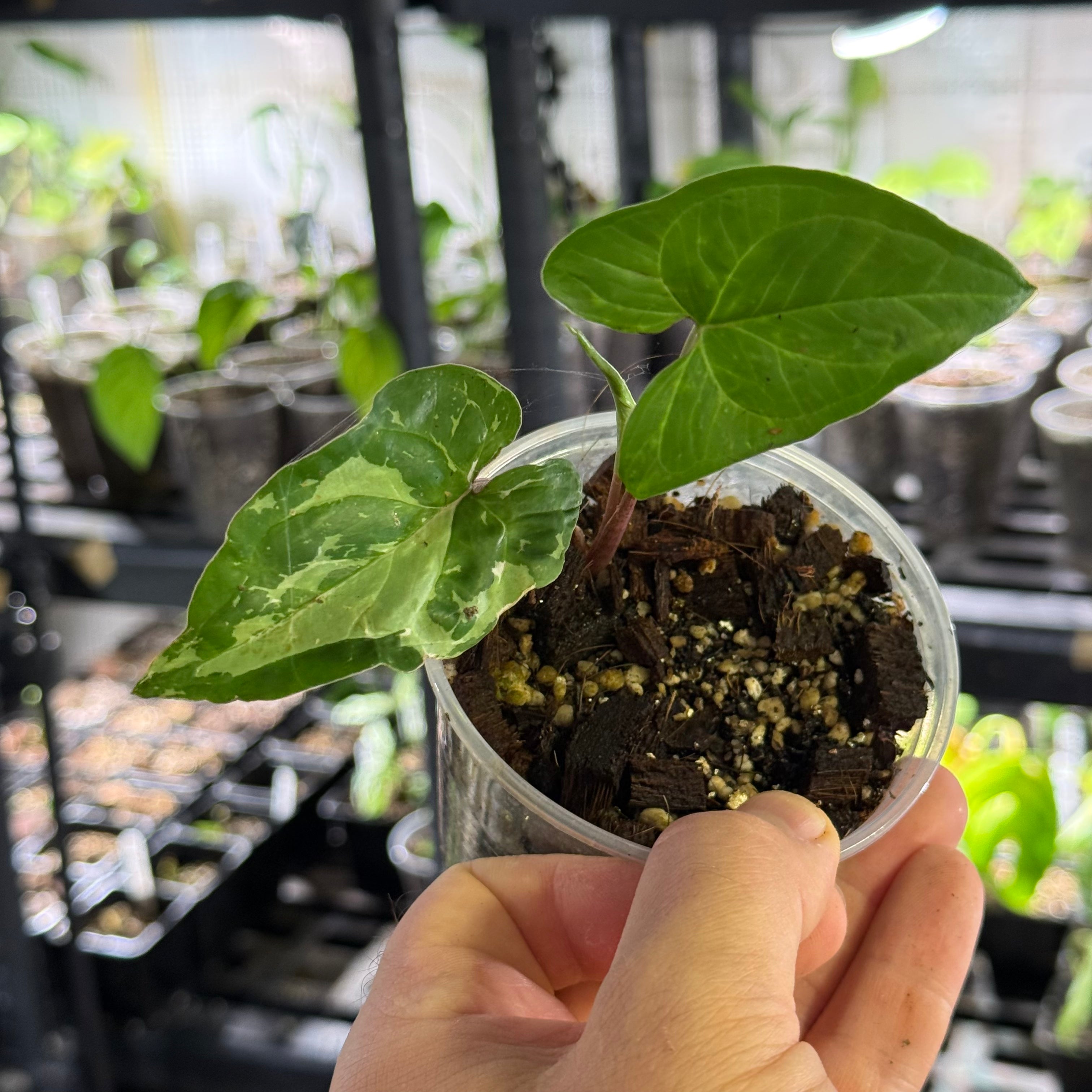 Syngonium podophyllum GoG variegata (green on green)