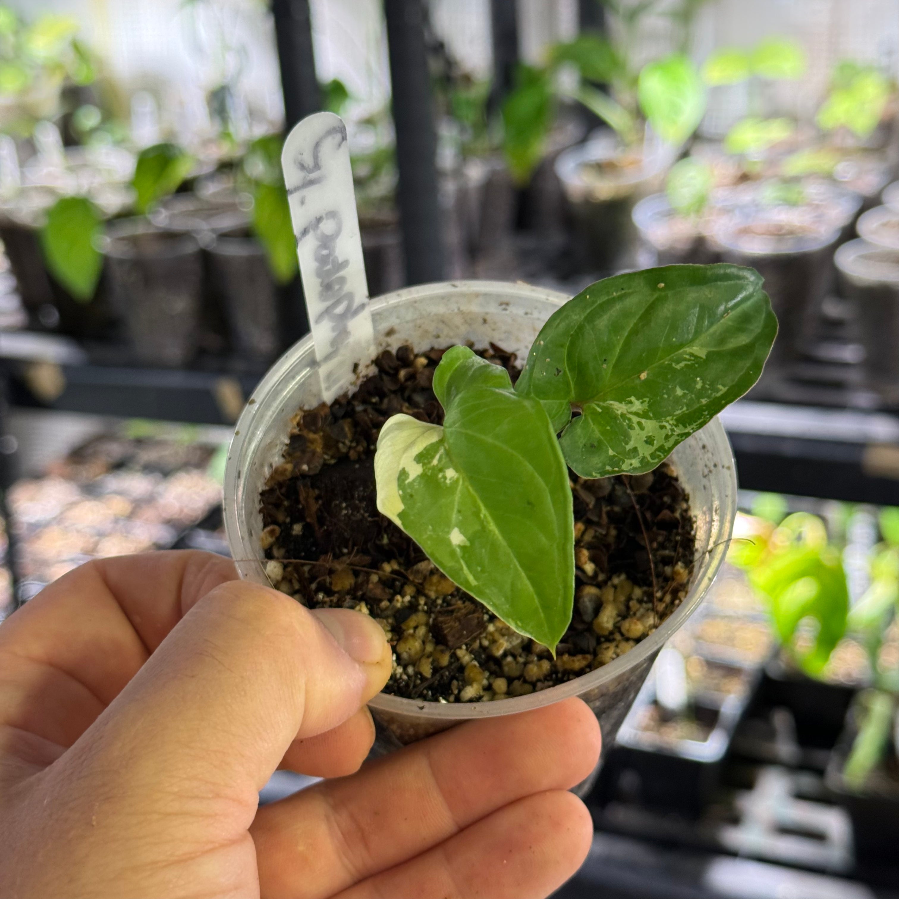 Syngonium podophyllum albo variegata
