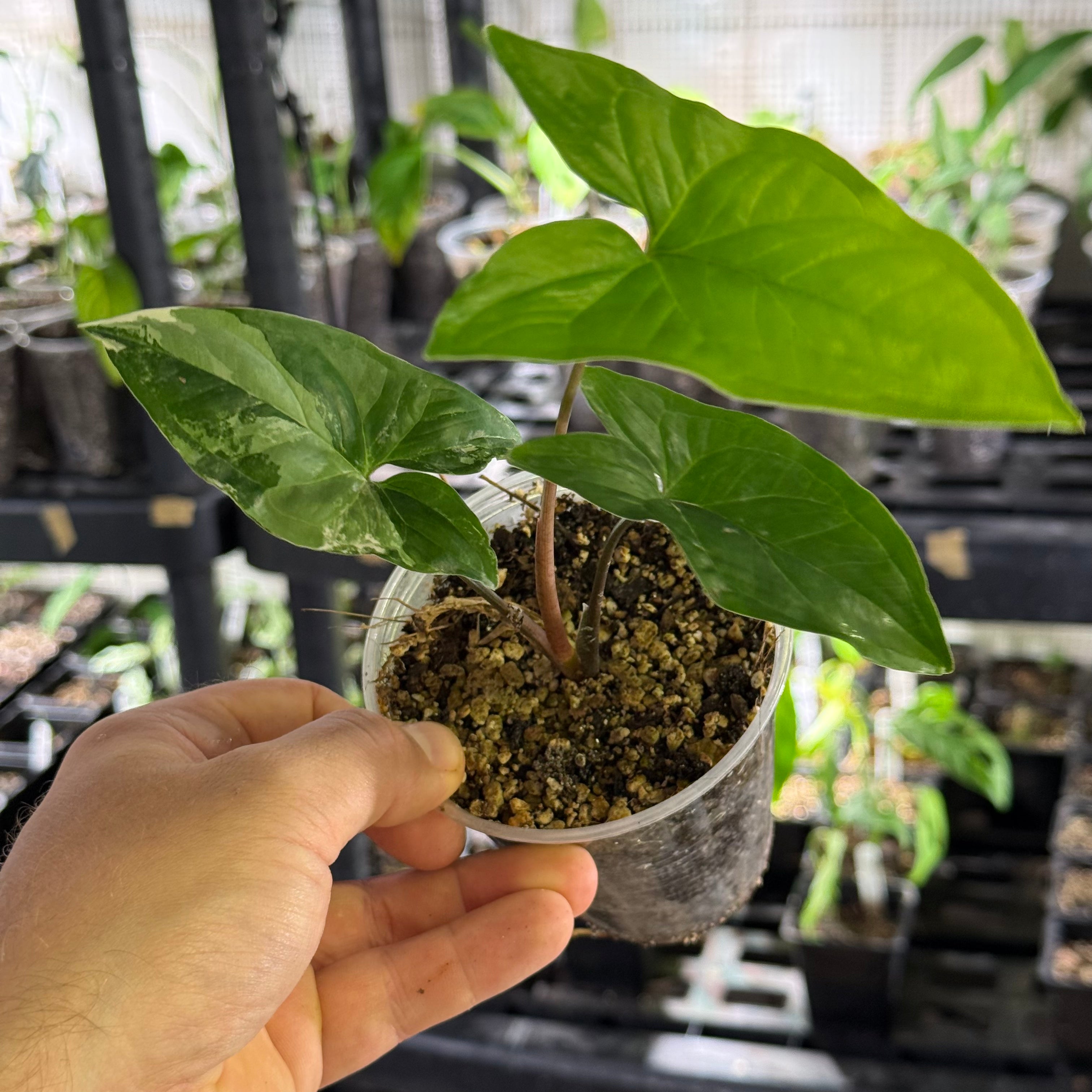 Syngonium podophyllum GoG variegata (green on green)