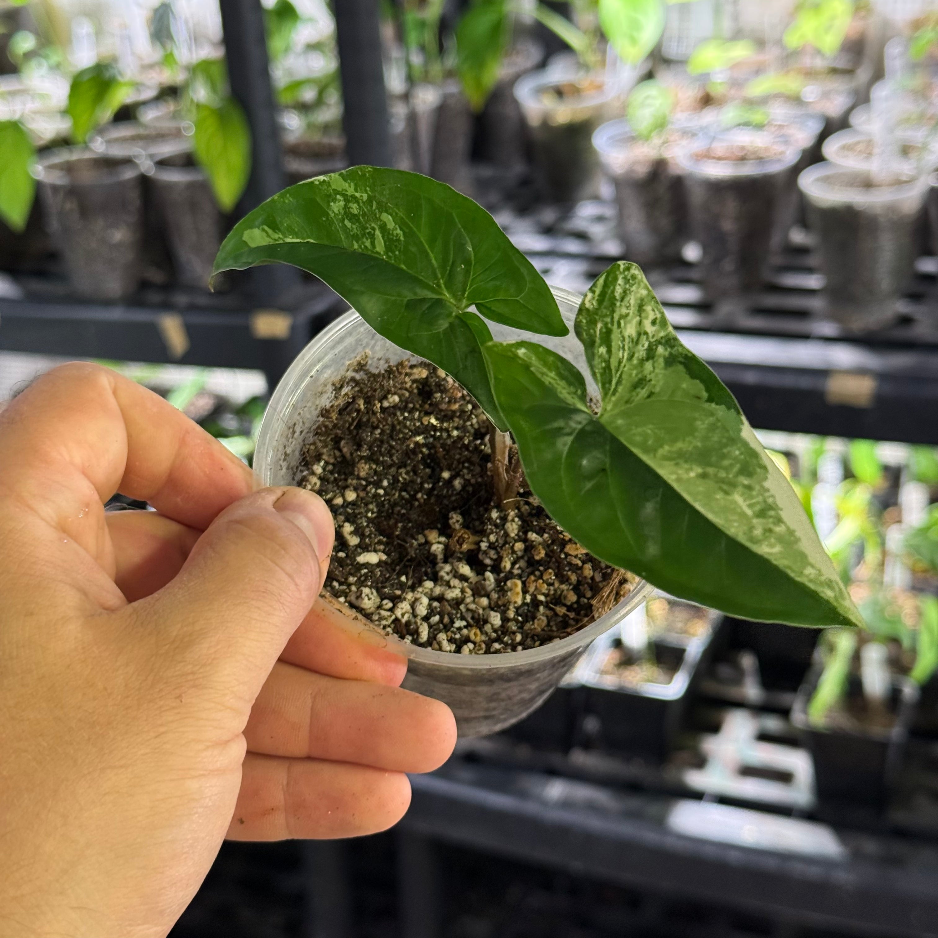 Syngonium podophyllum GoG variegata (green on green)