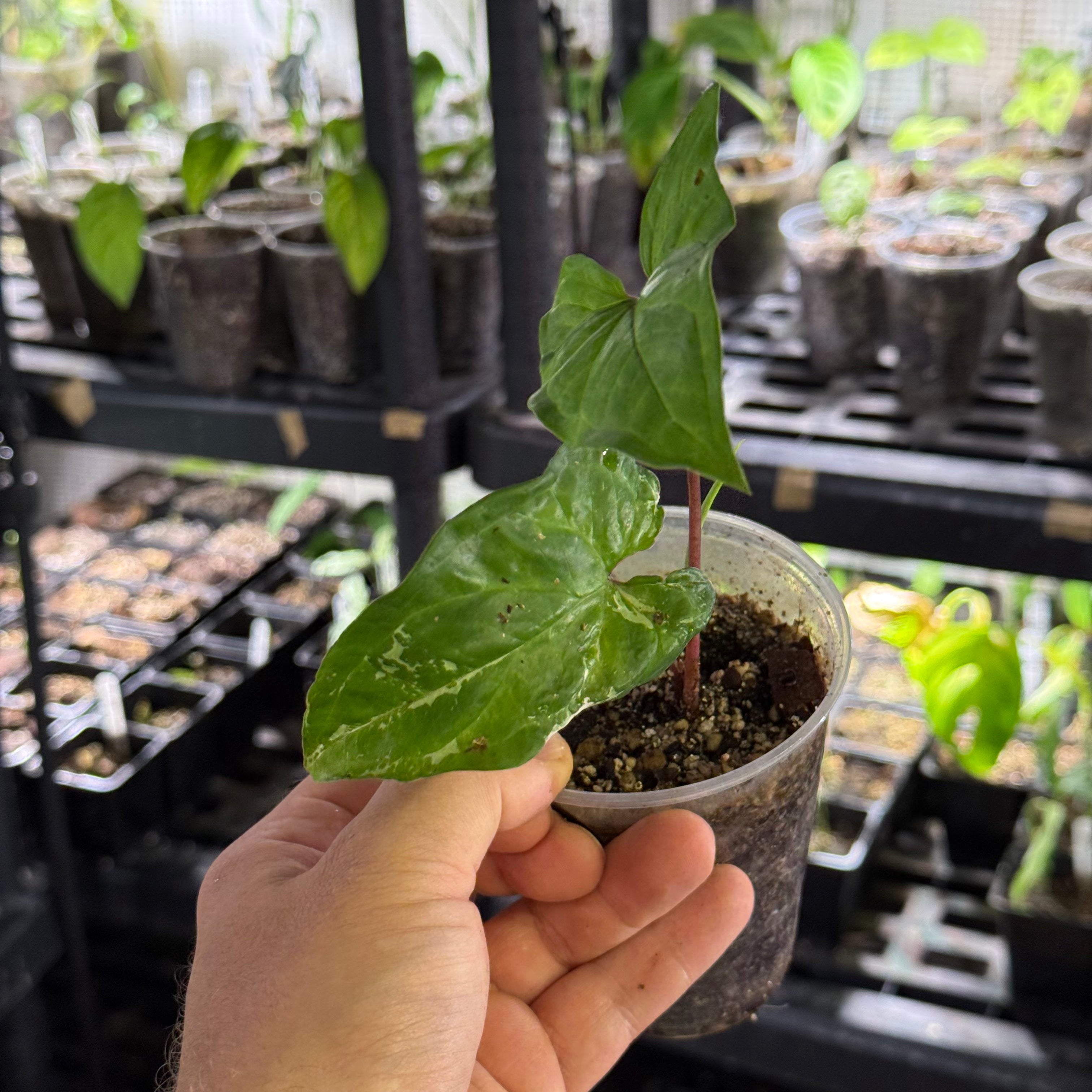 Syngonium podophyllum GoG variegata (green on green)