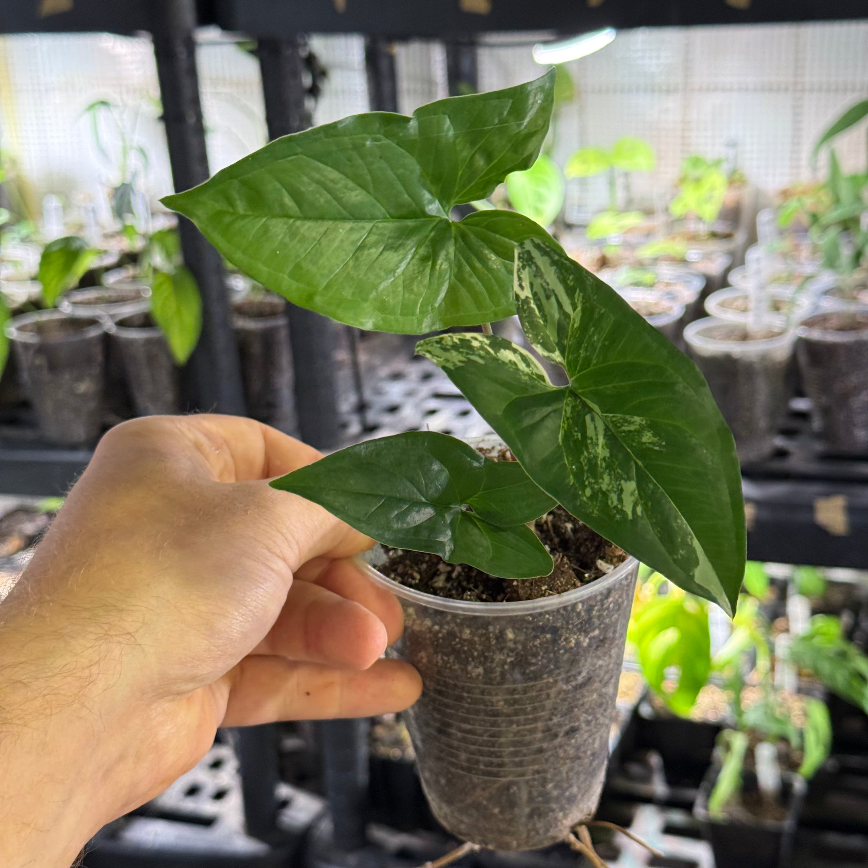 Syngonium podophyllum GoG variegata (green on green)