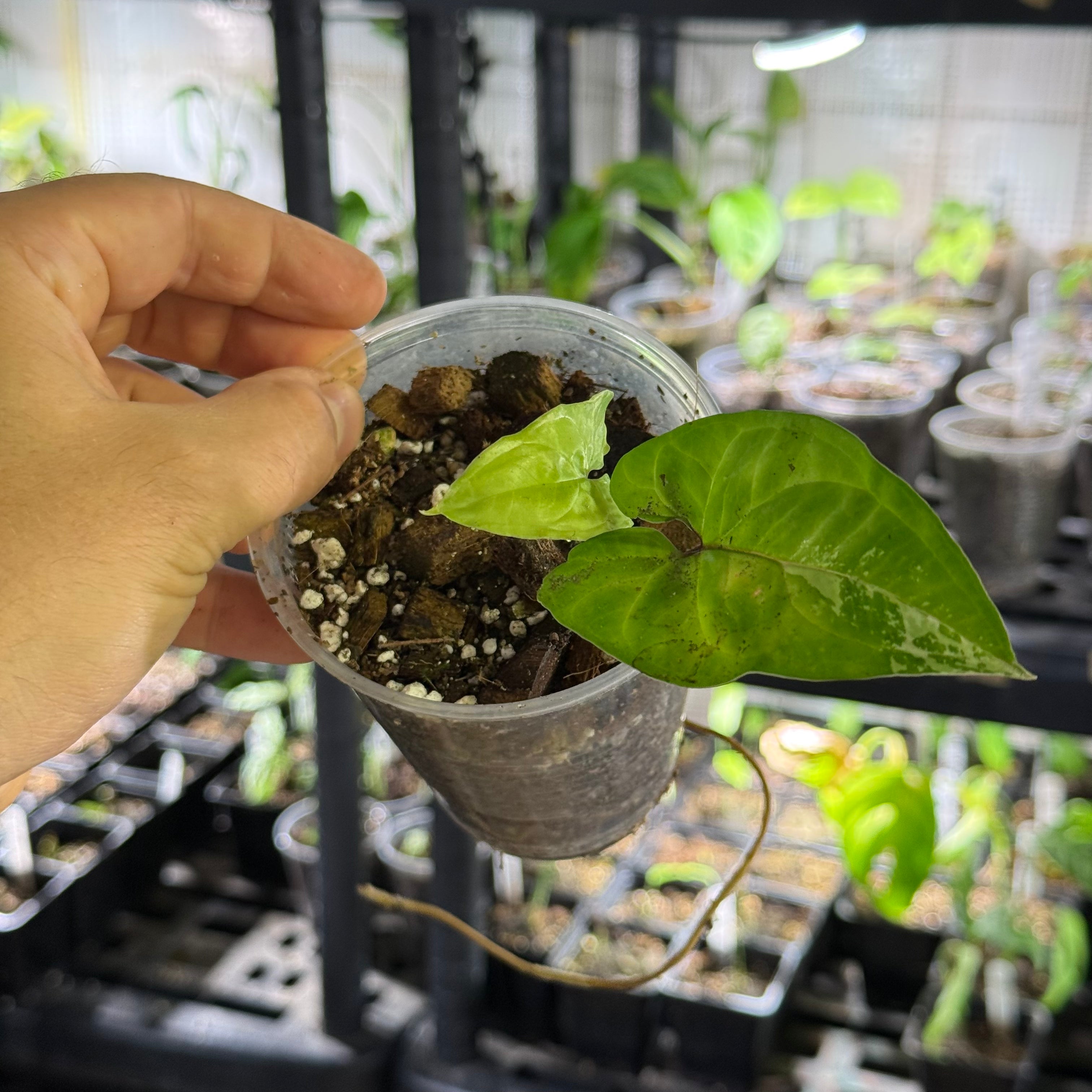 Syngonium podophyllum GoG variegata (green on green)