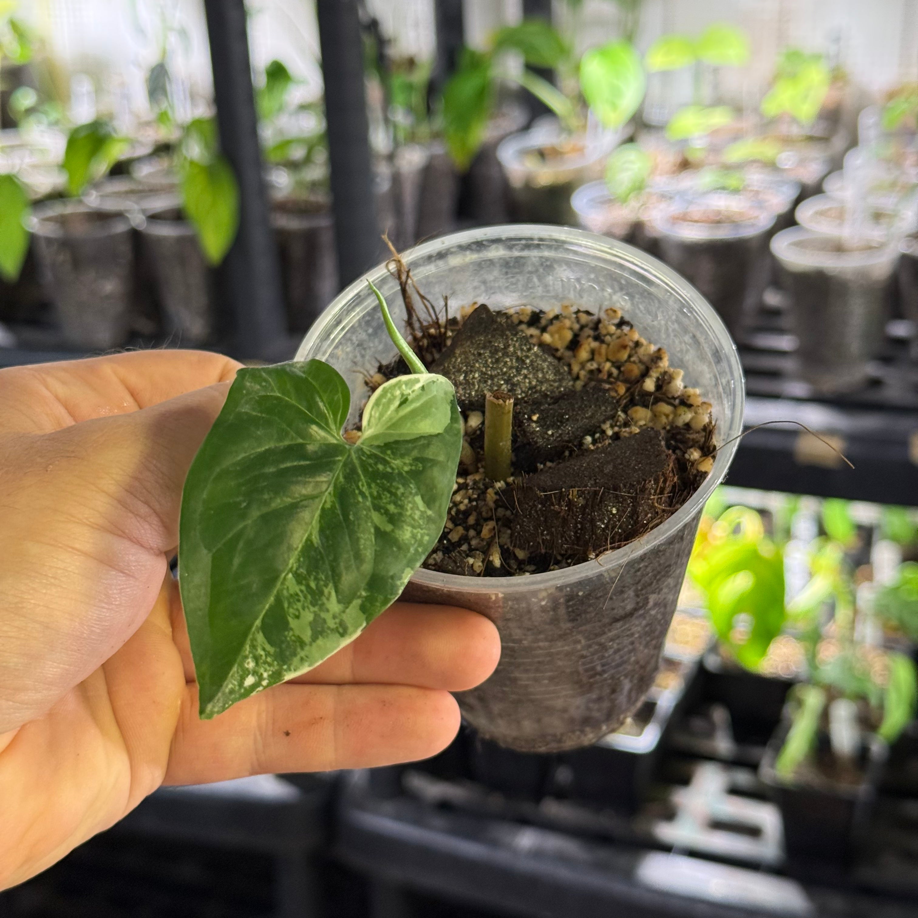 Syngonium podophyllum GoG variegata (green on green)