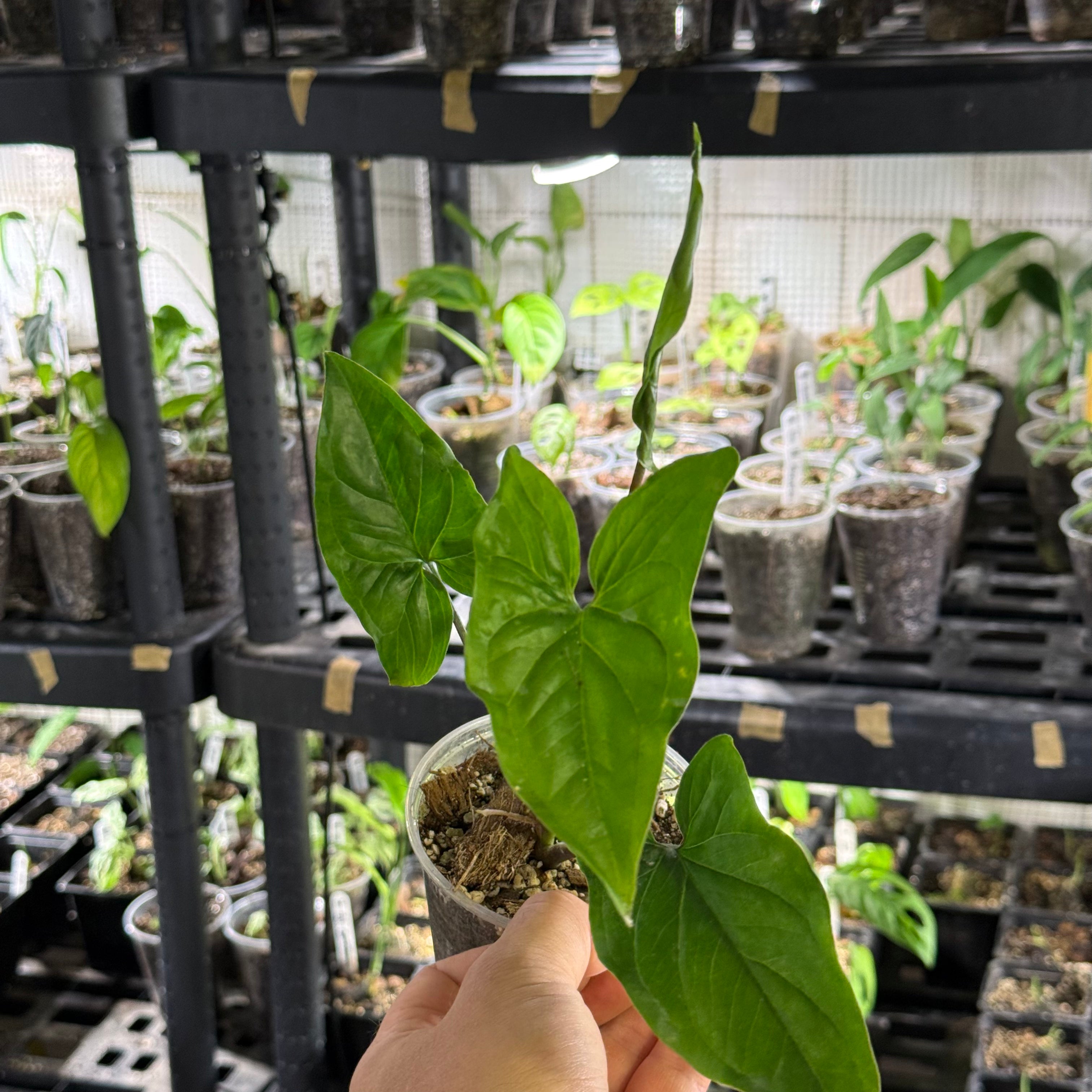 Syngonium podophyllum GoG variegata (green on green)