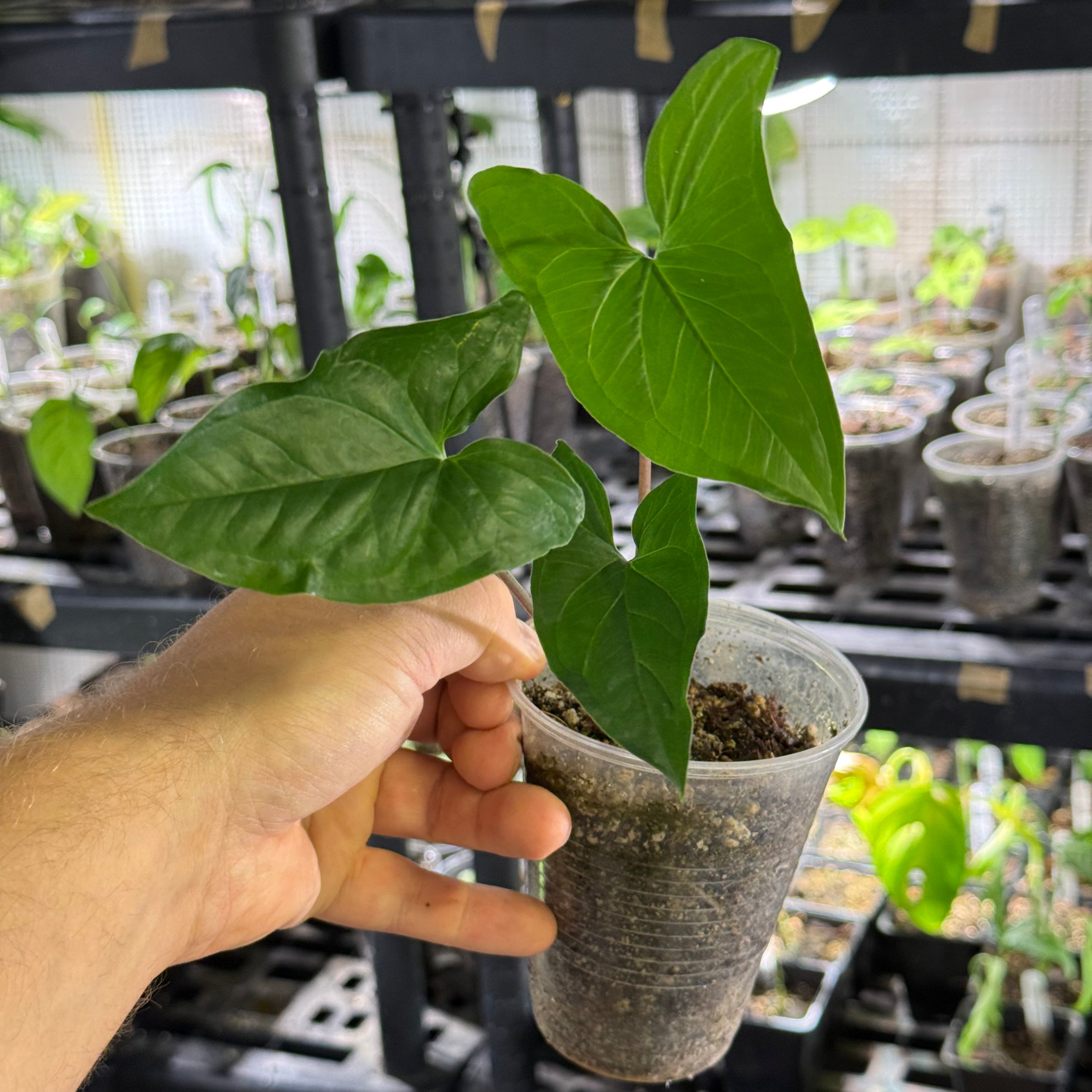 Syngonium podophyllum GoG variegata (green on green)