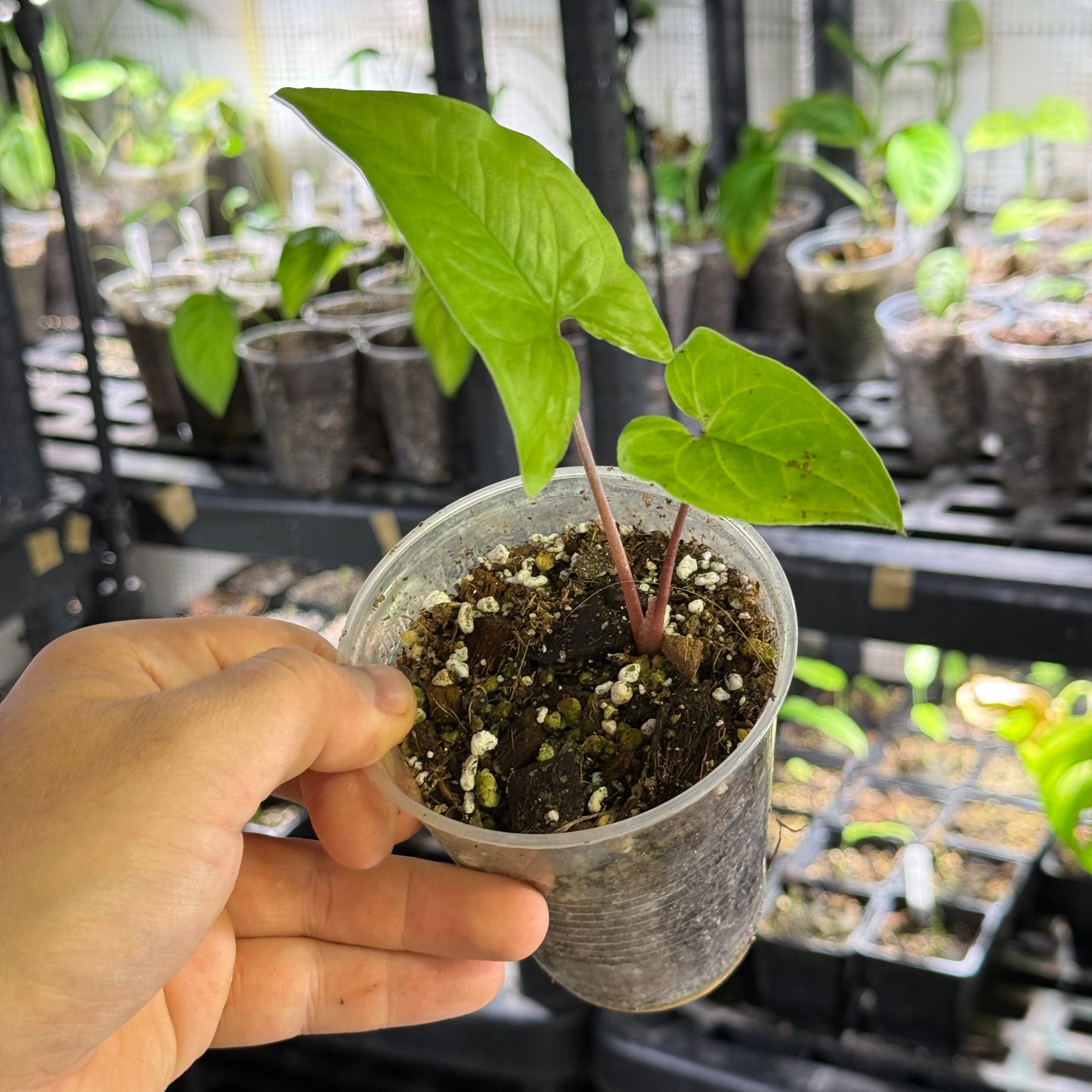 Syngonium podophyllum GoG variegata (green on green)