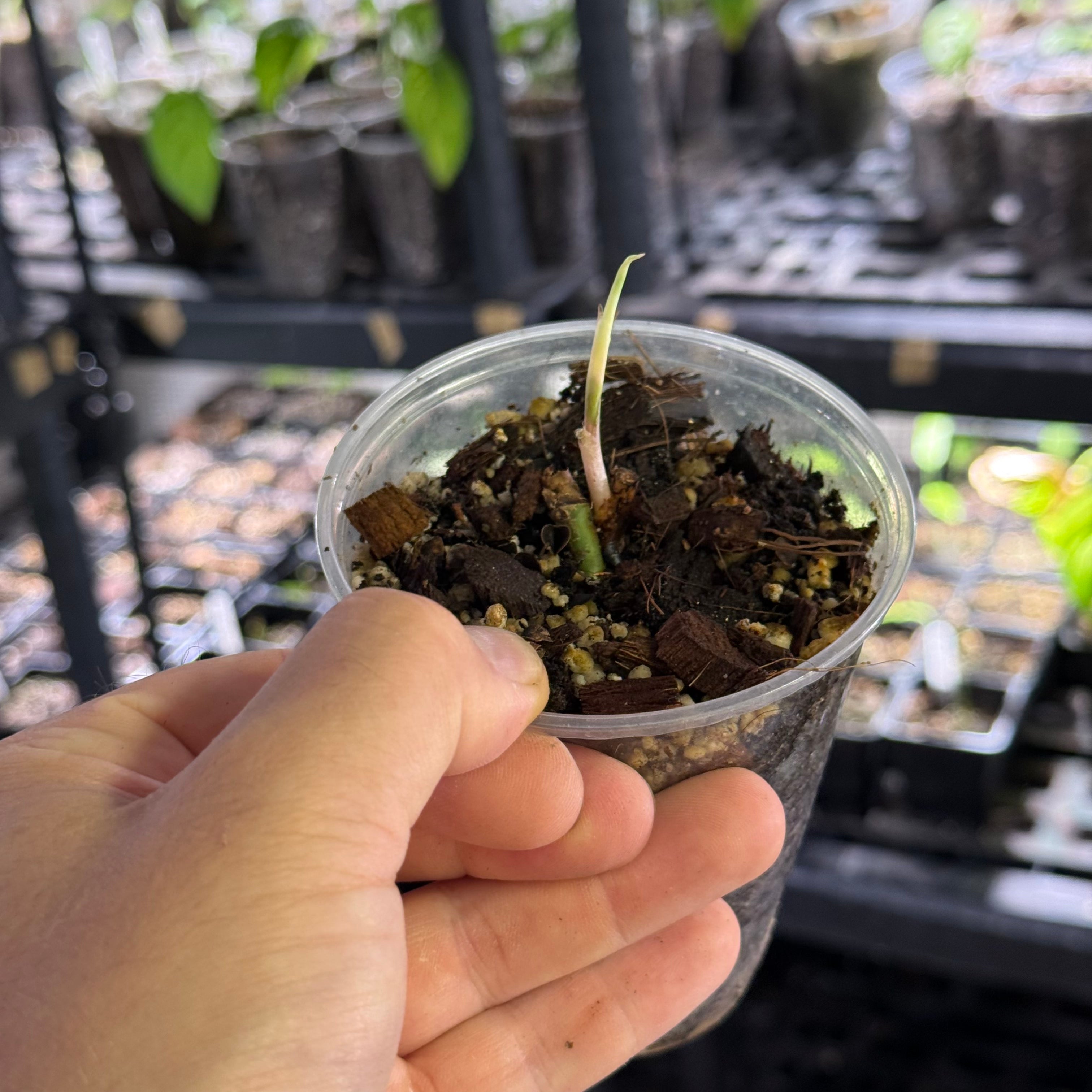 Syngonium podophyllum albo variegata
