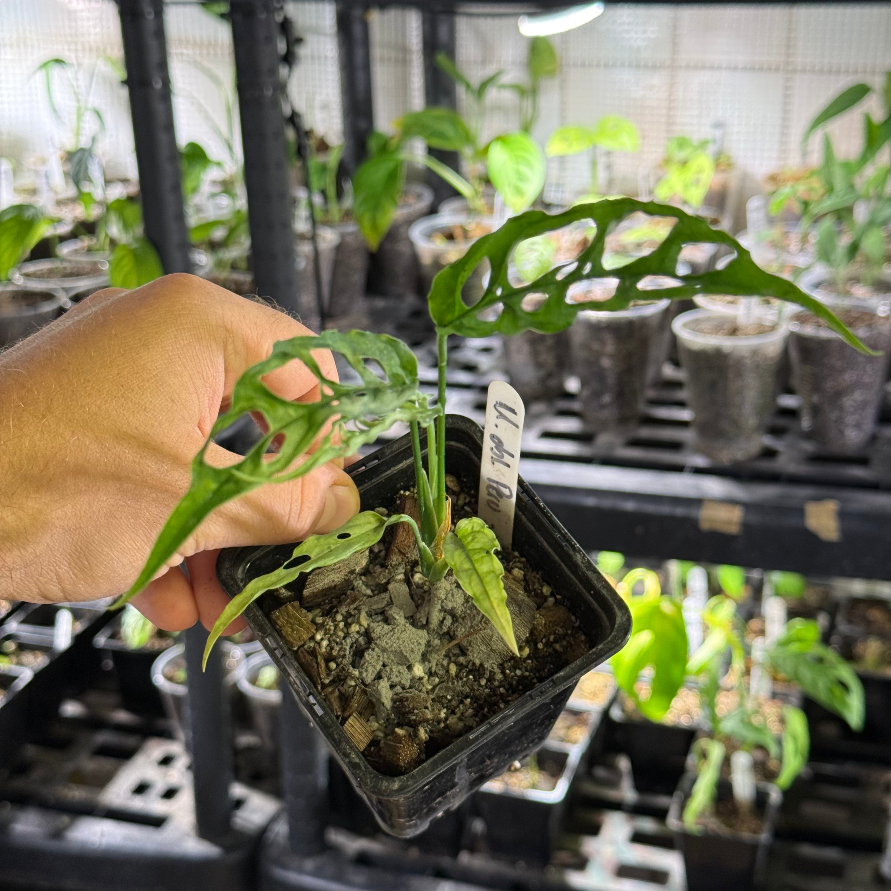 Monstera obliqua peru