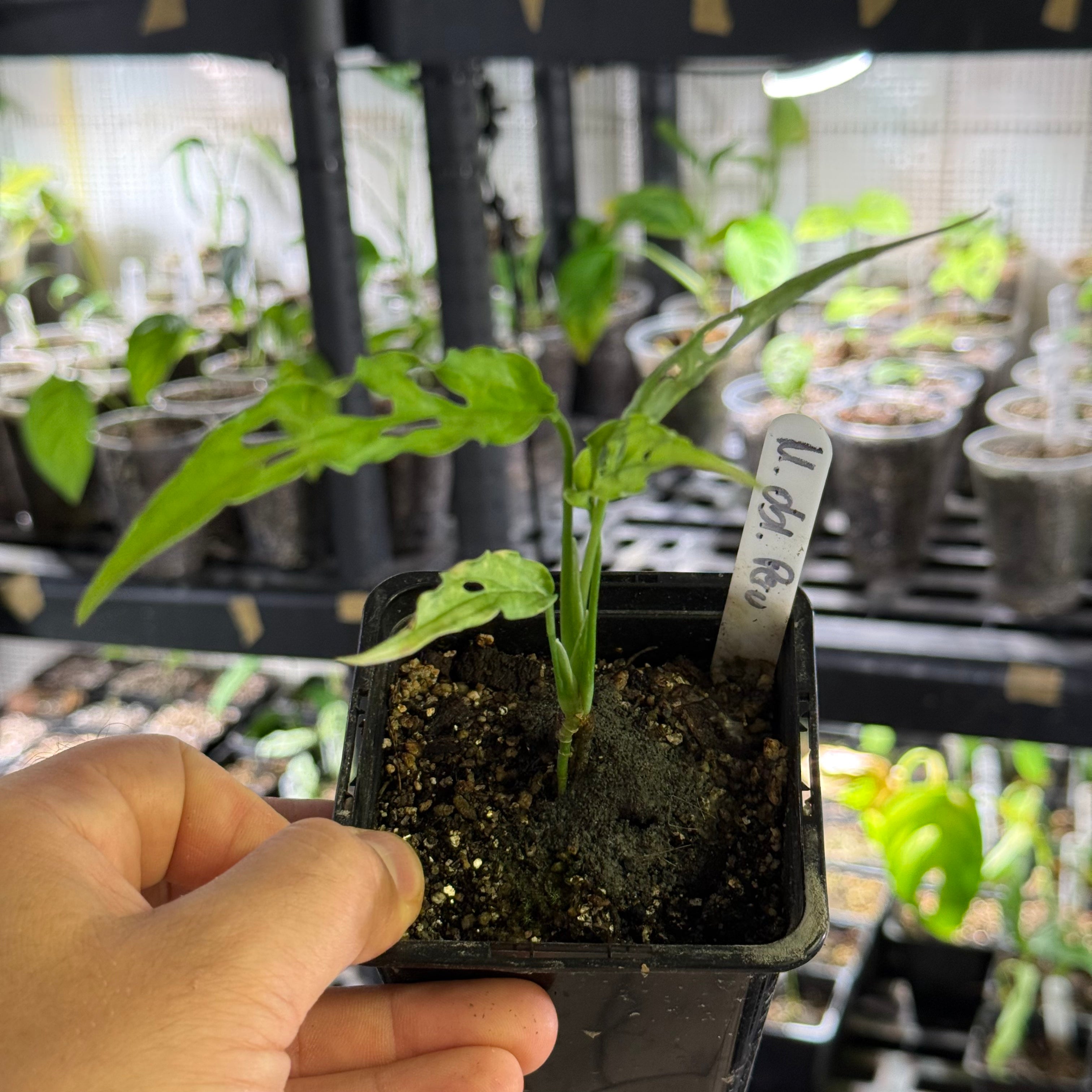 Monstera obliqua peru