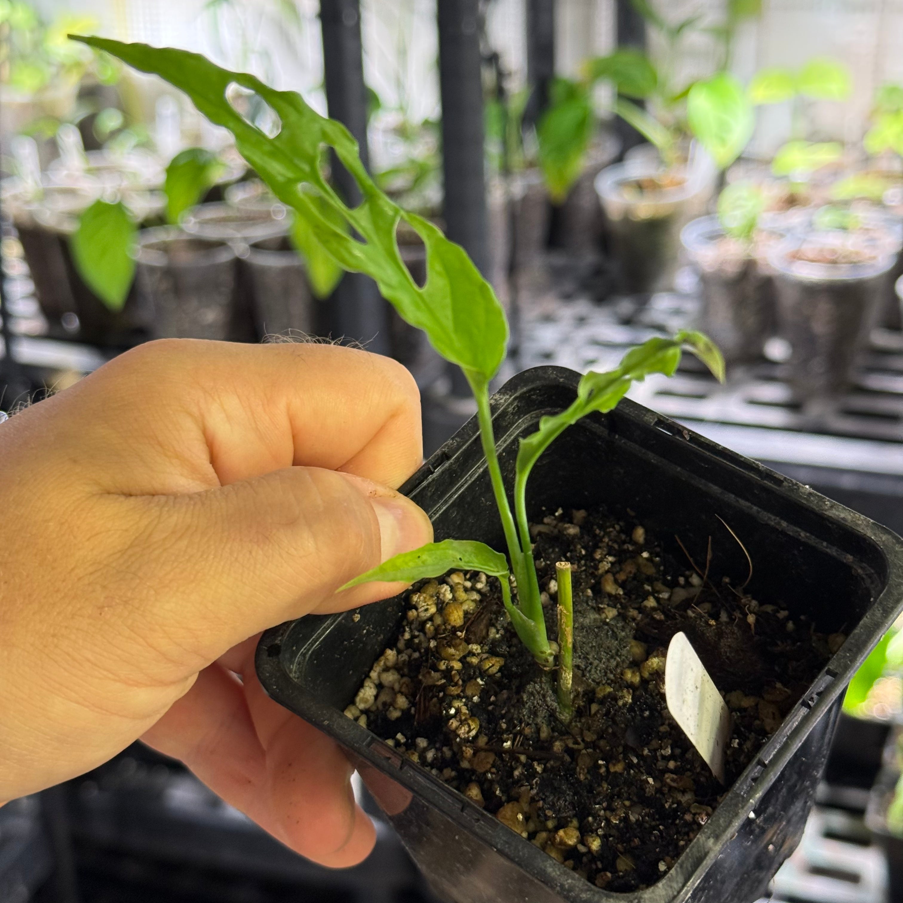 Monstera obliqua peru
