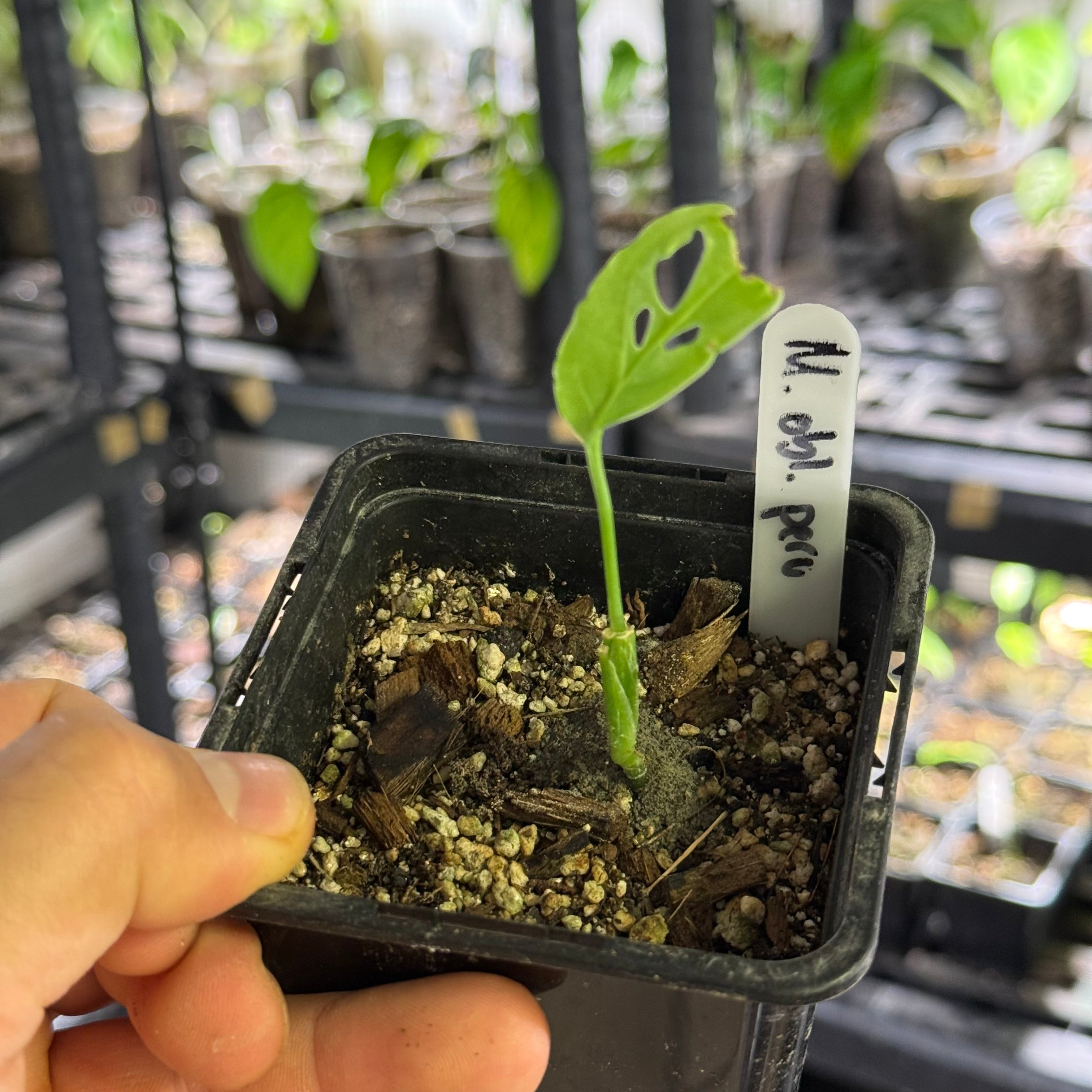 Monstera obliqua peru