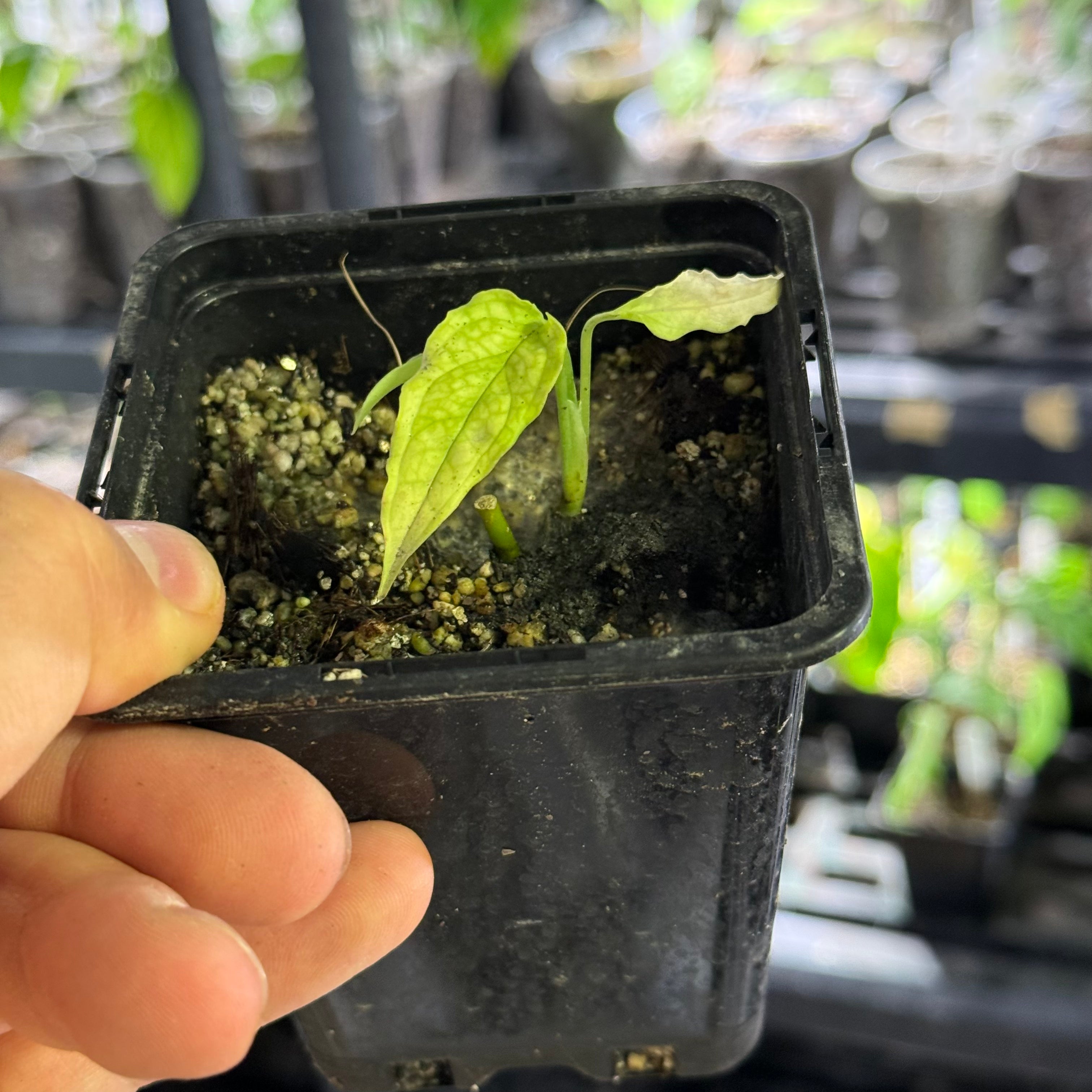 Monstera obliqua peru