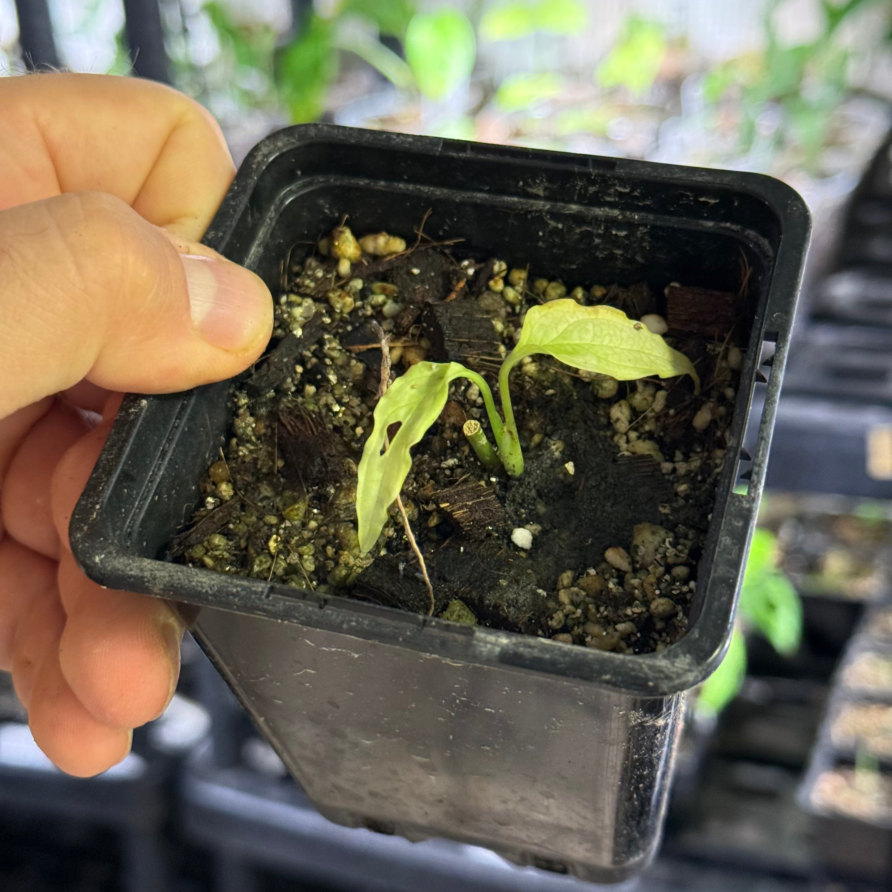 Monstera obliqua peru