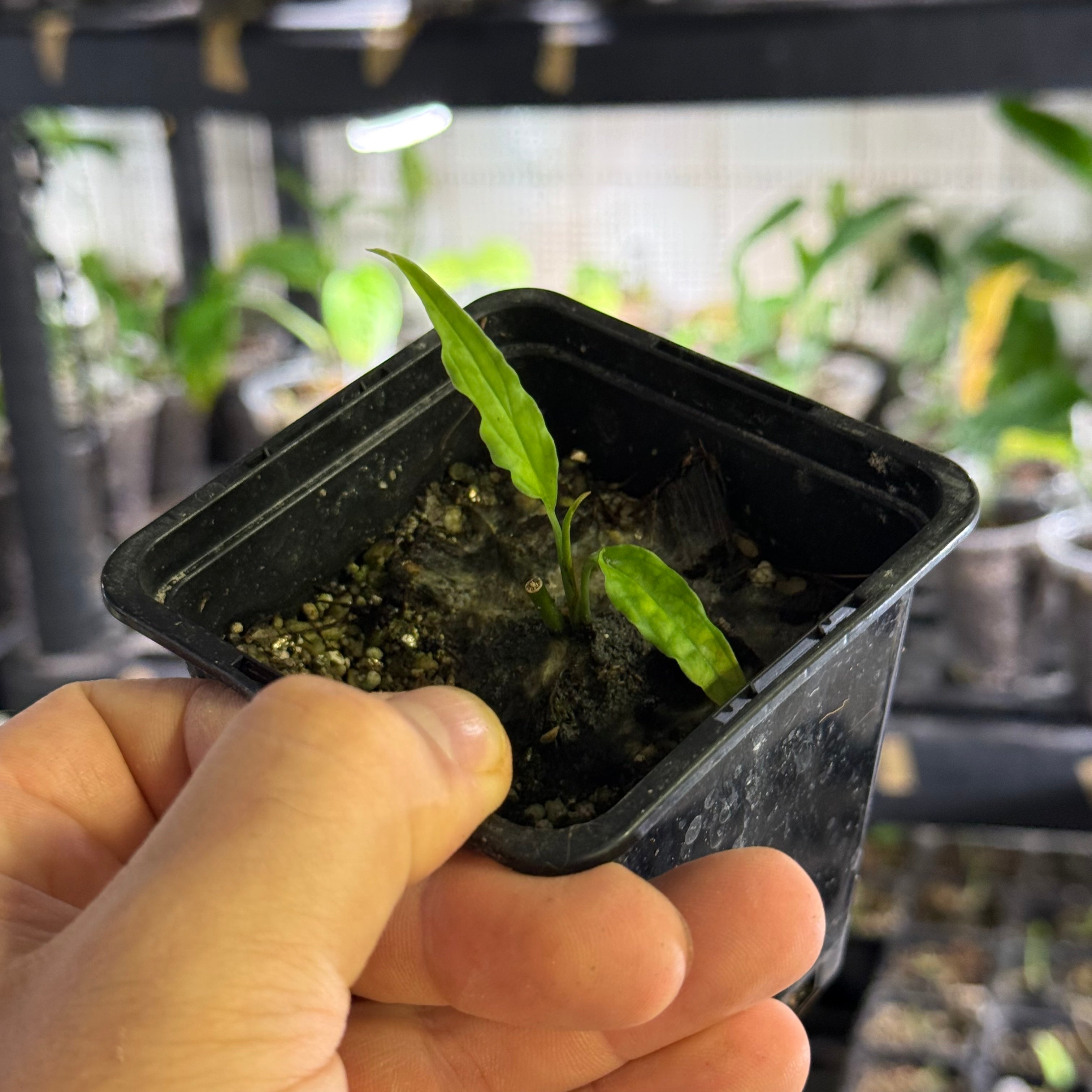 Monstera obliqua peru