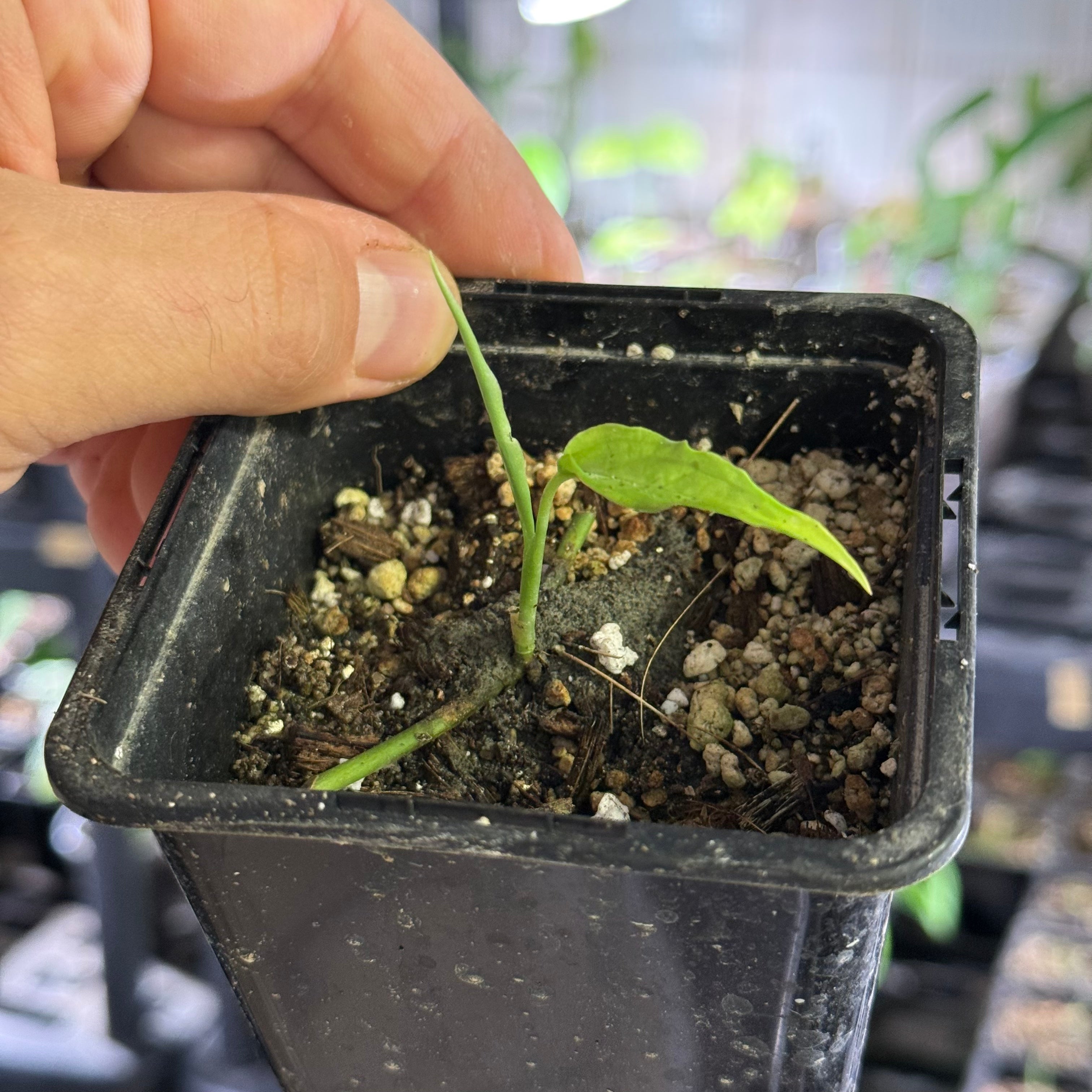 Monstera obliqua peru