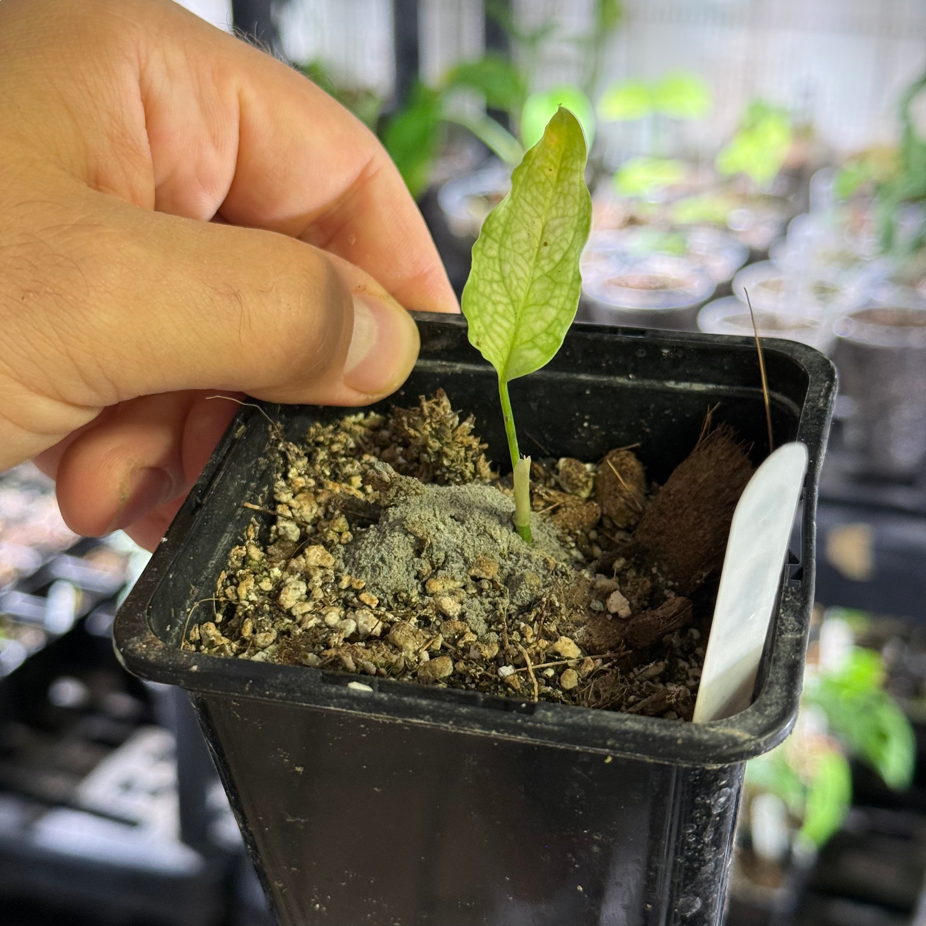 Monstera obliqua peru
