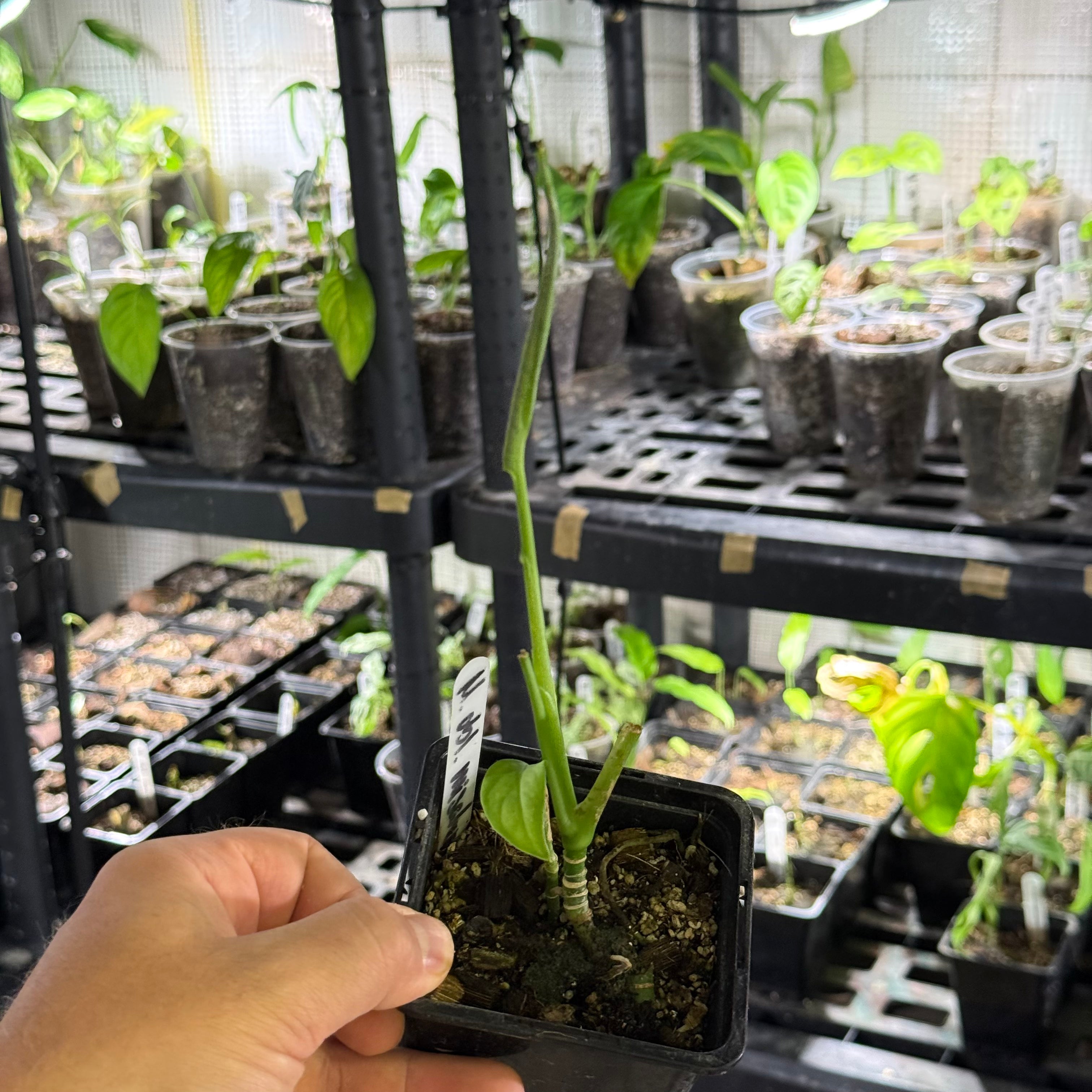 Monstera obliqua misahualli