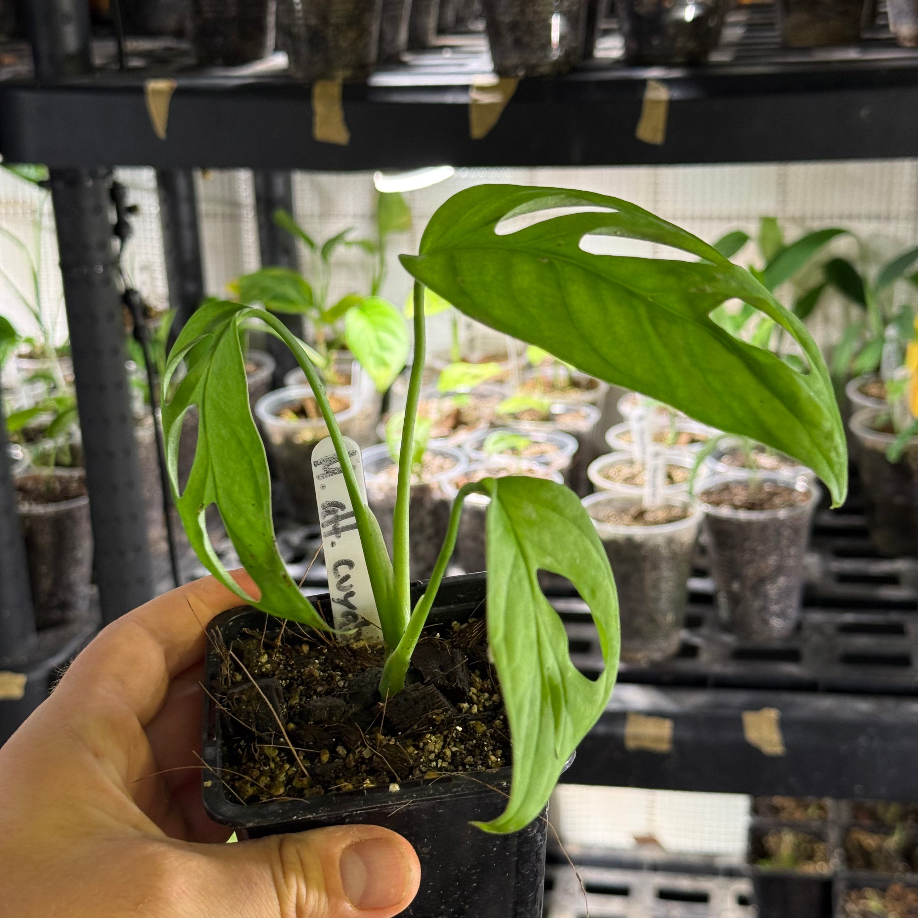 Monstera obliqua aff. cuyabeno