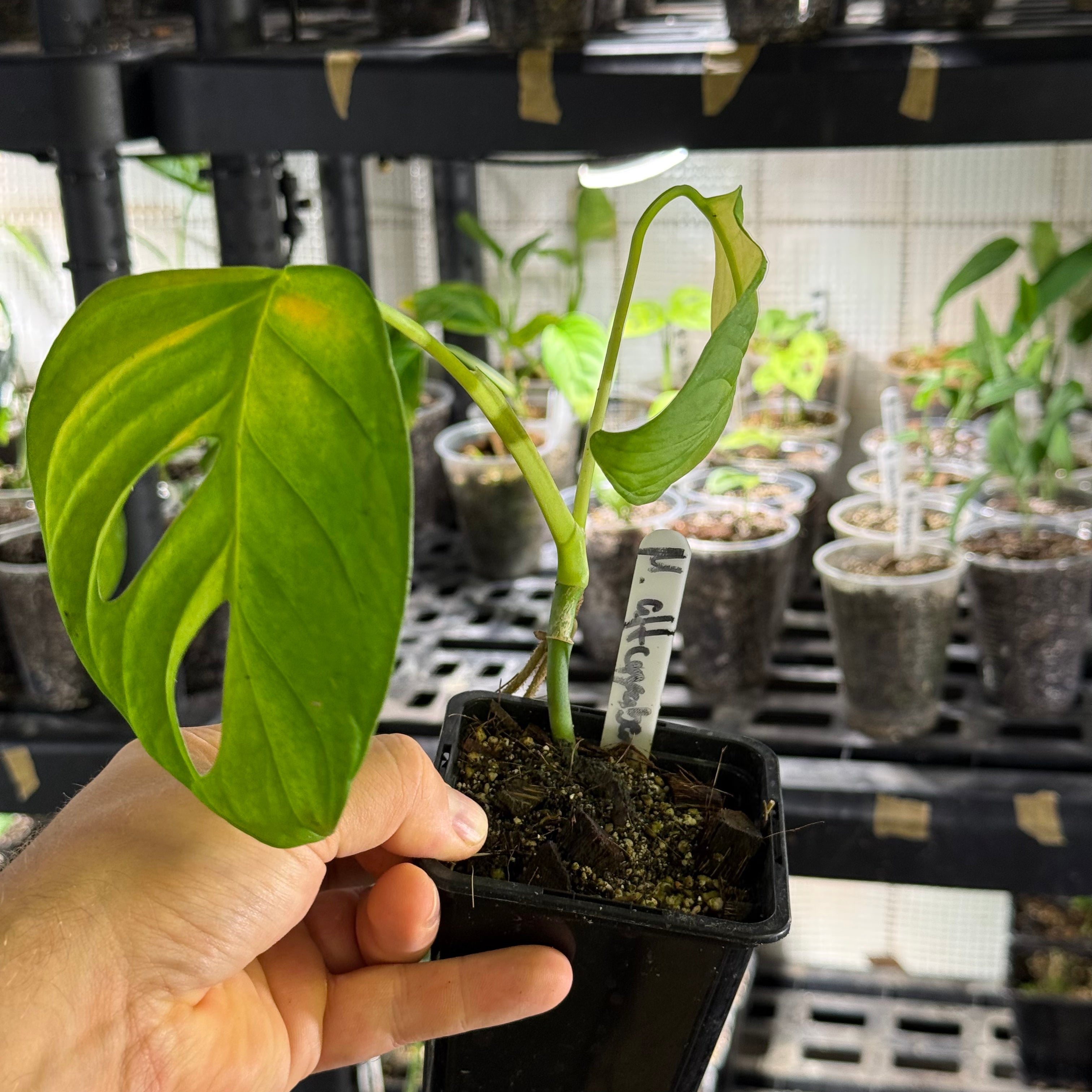 Monstera obliqua aff. cuyabeno