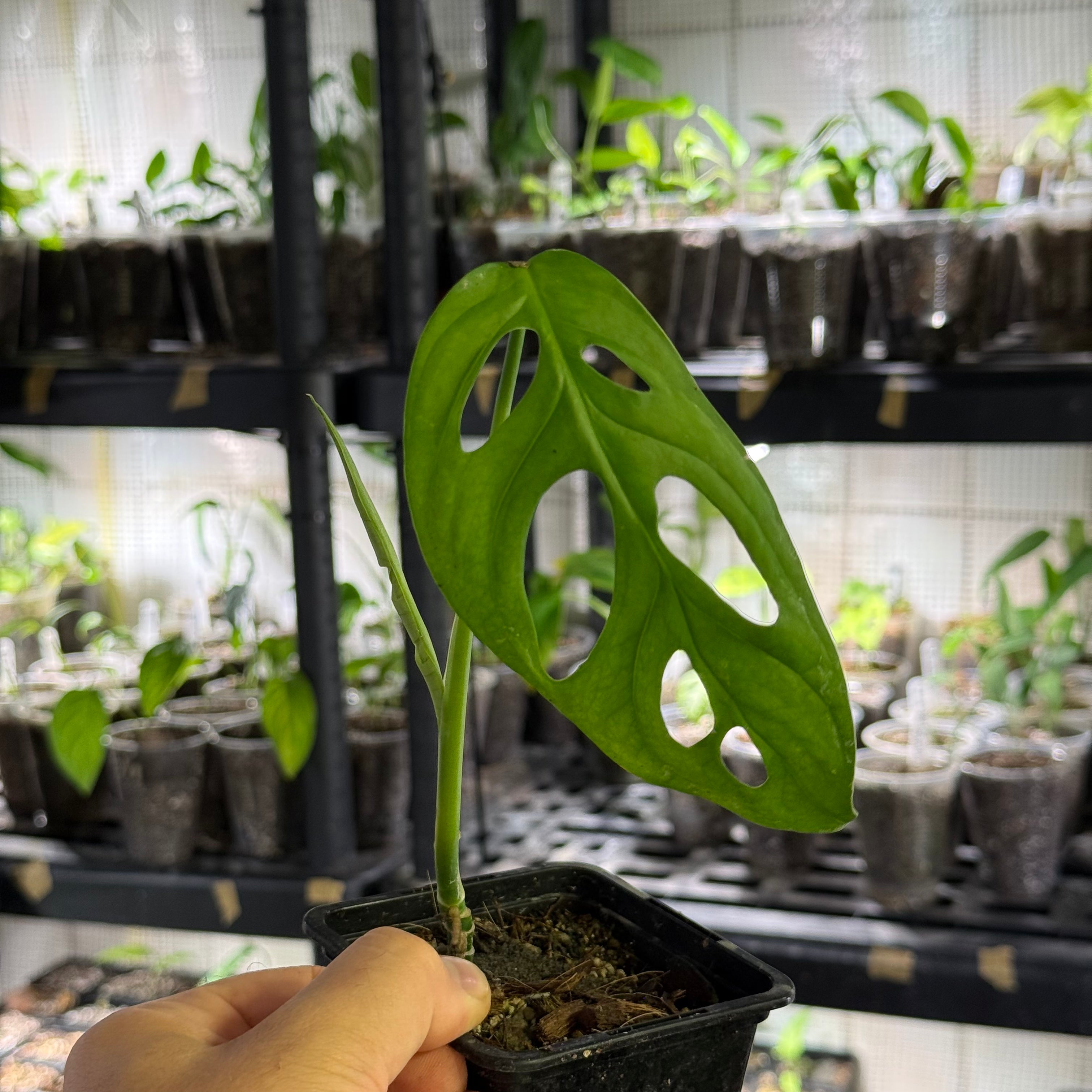 Monstera obliqua aff. cuyabeno