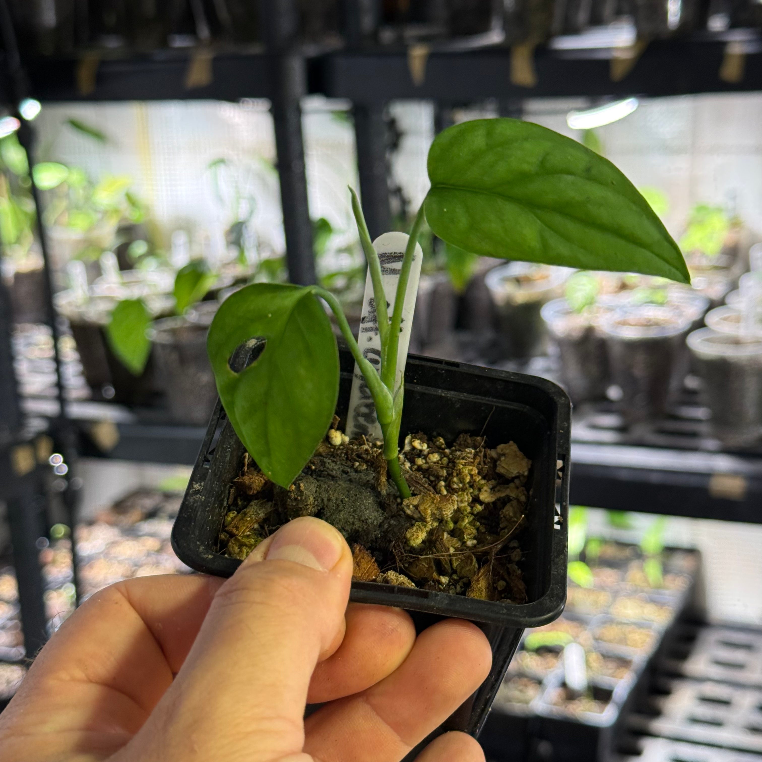 Monstera obliqua aff. cuyabeno