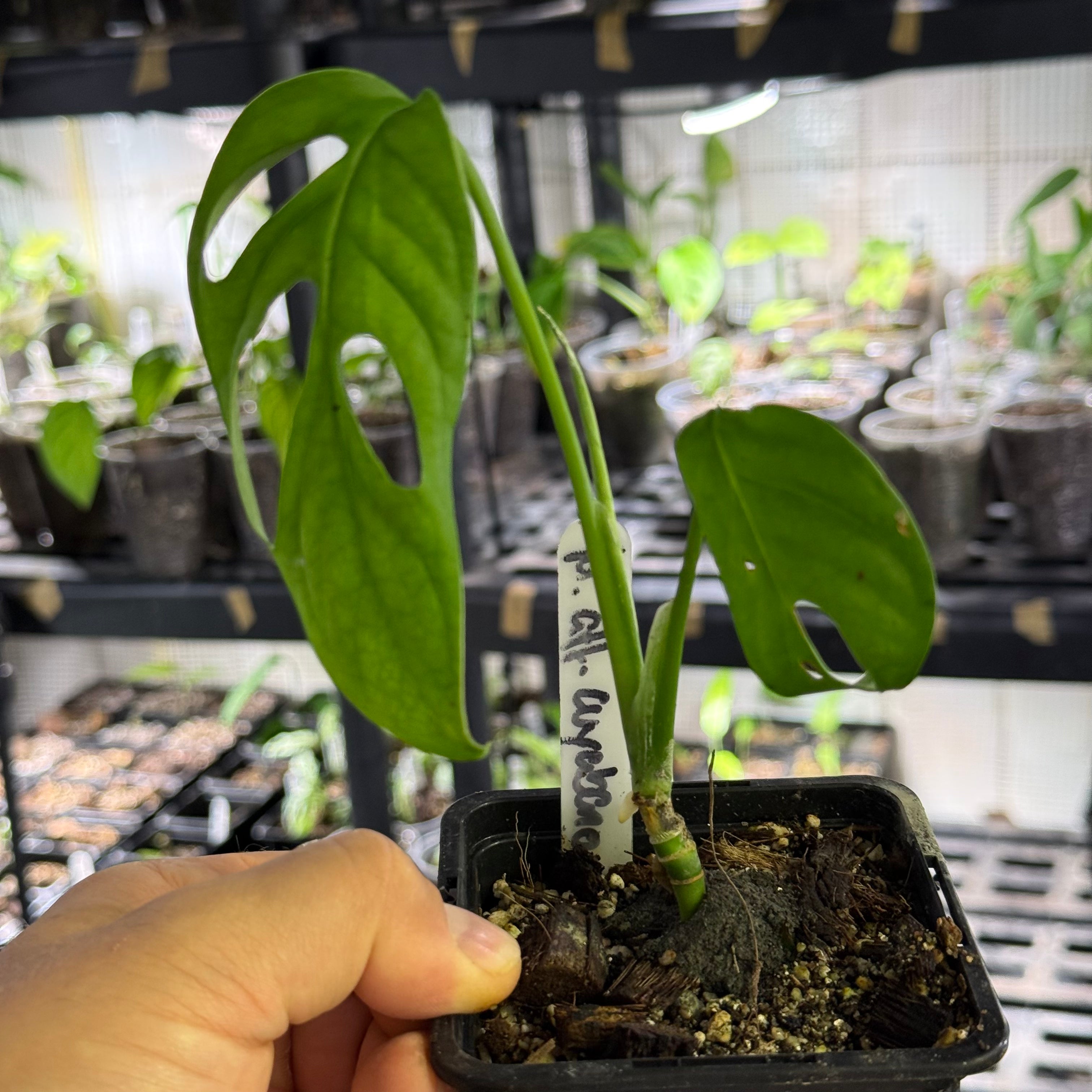 Monstera obliqua aff. cuyabeno