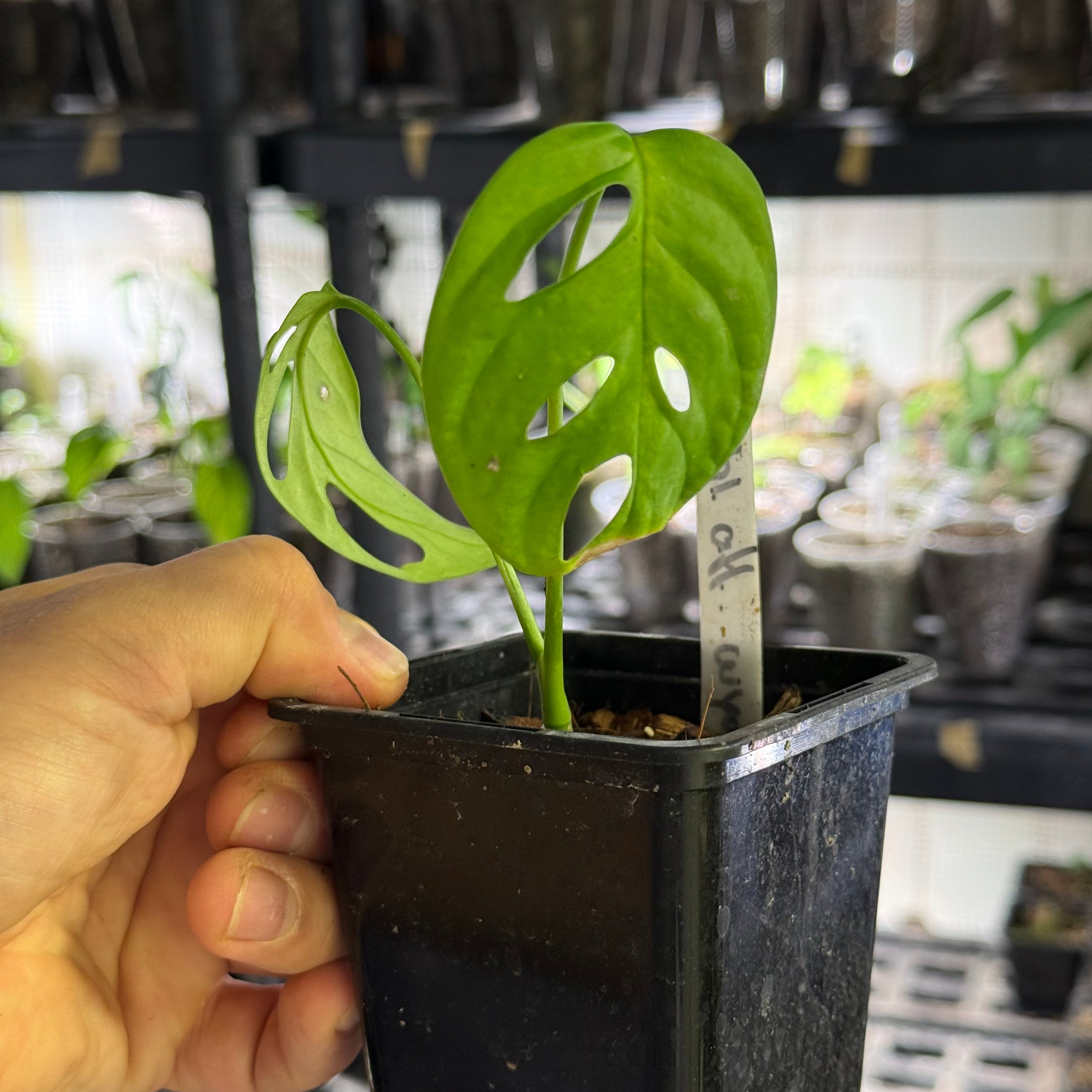Monstera obliqua aff. cuyabeno