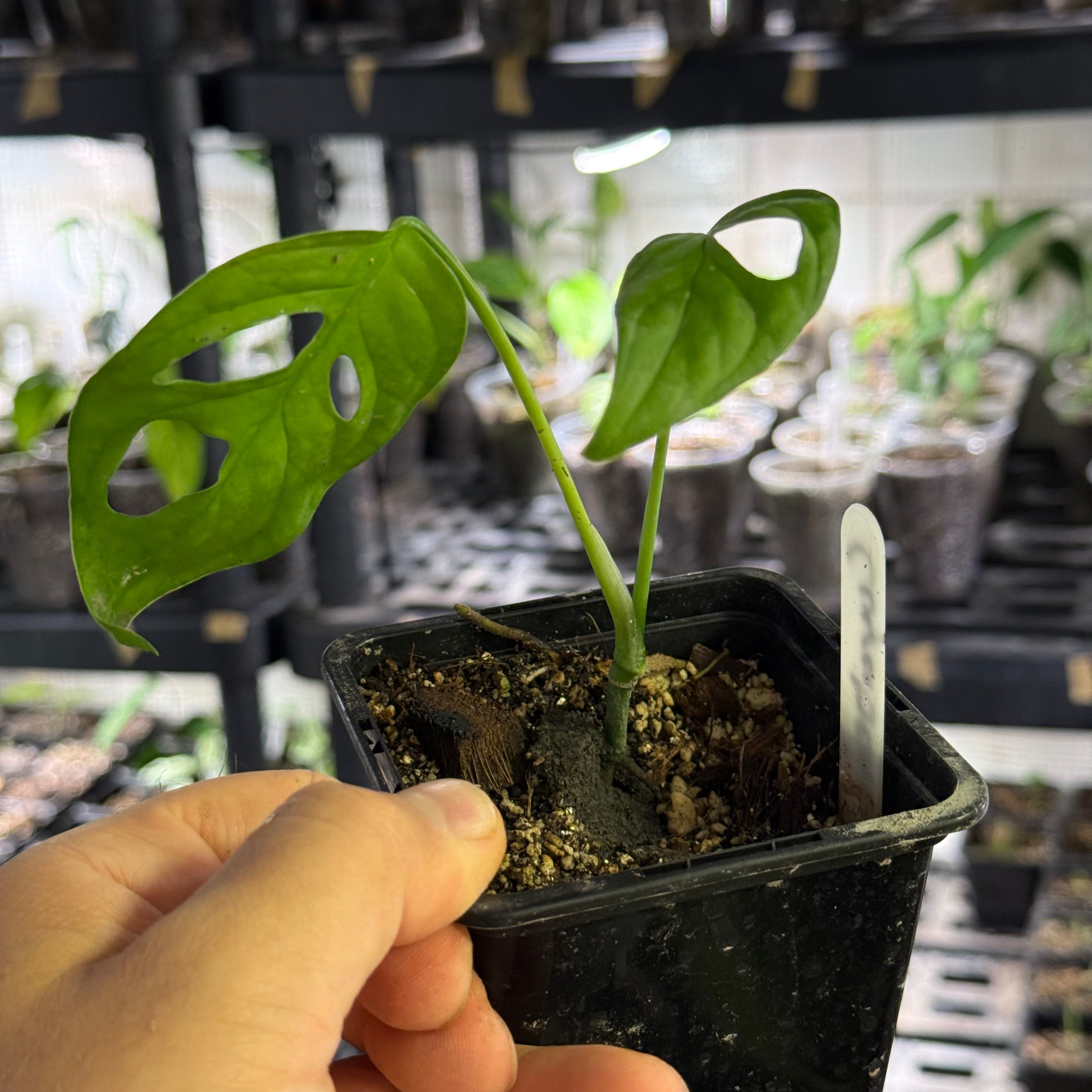 Monstera obliqua aff. cuyabeno