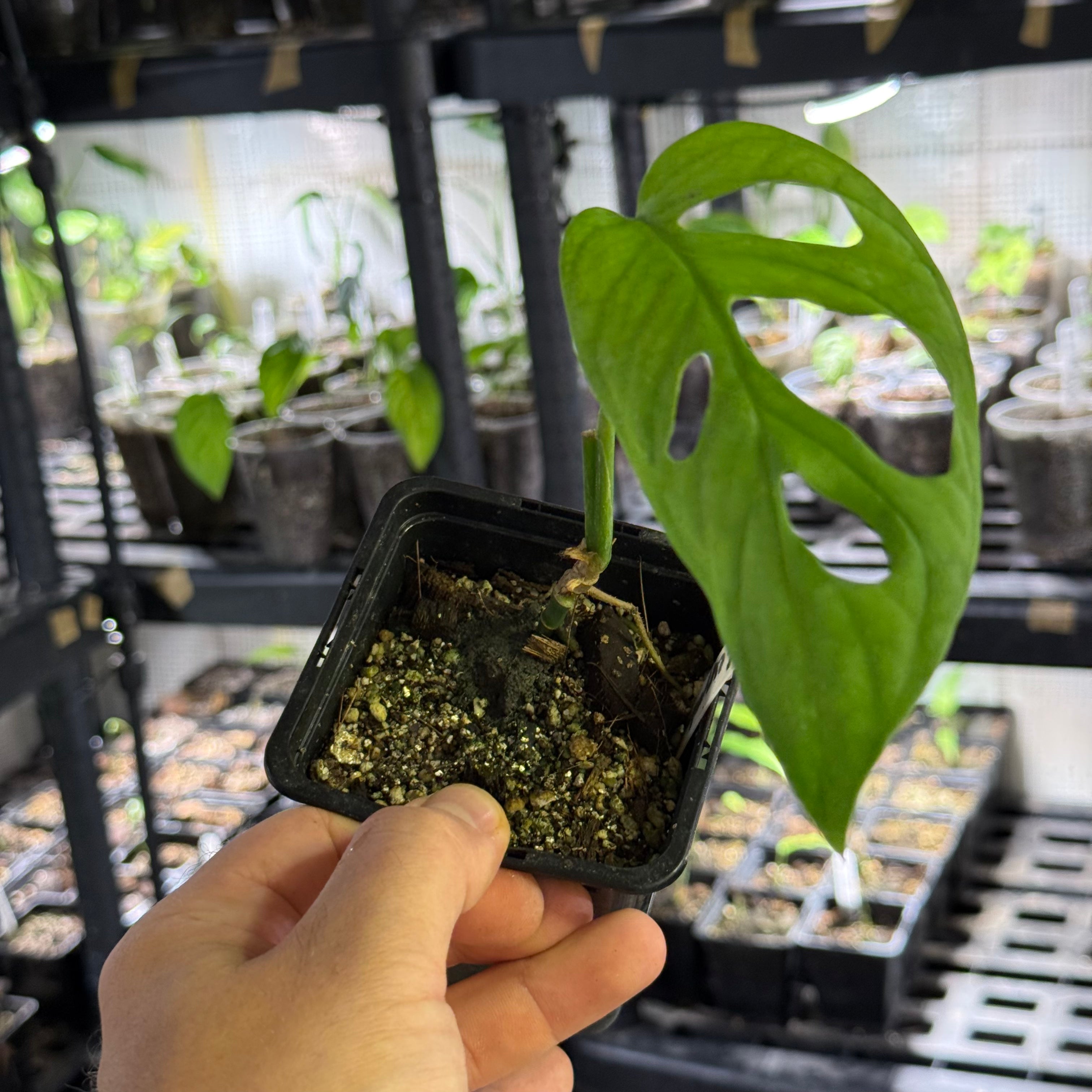 Monstera obliqua aff. cuyabeno