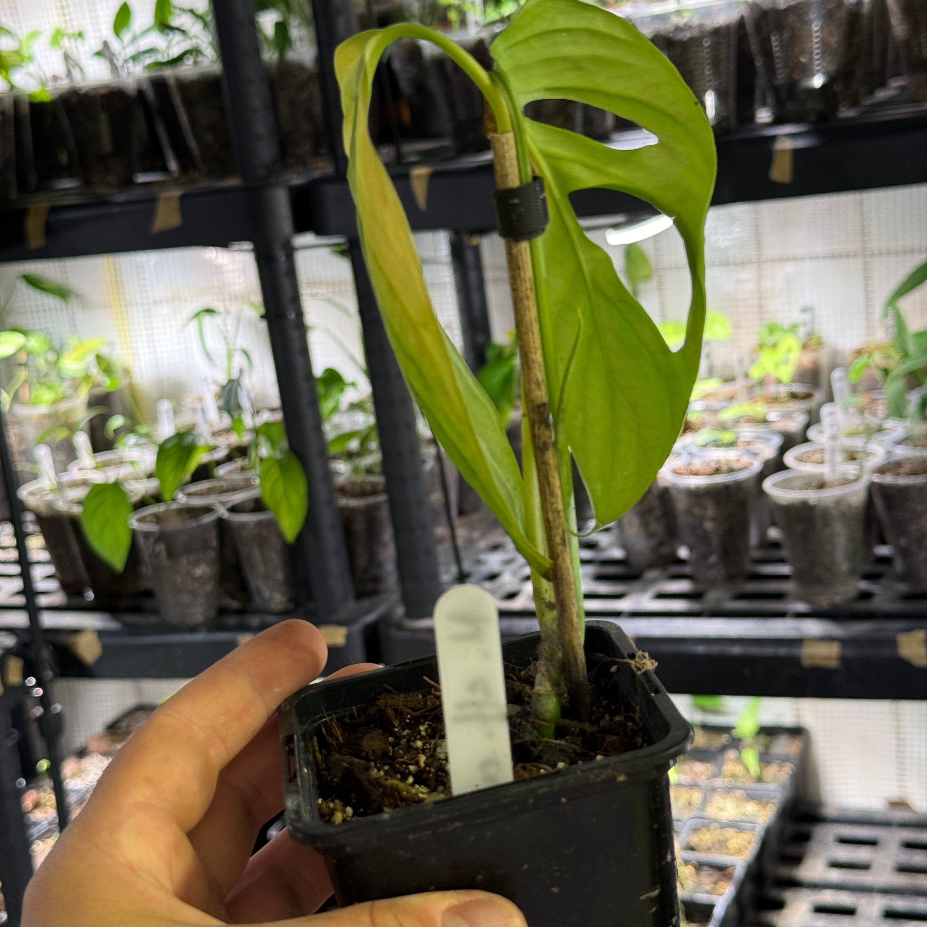 Monstera obliqua aff. cuyabeno