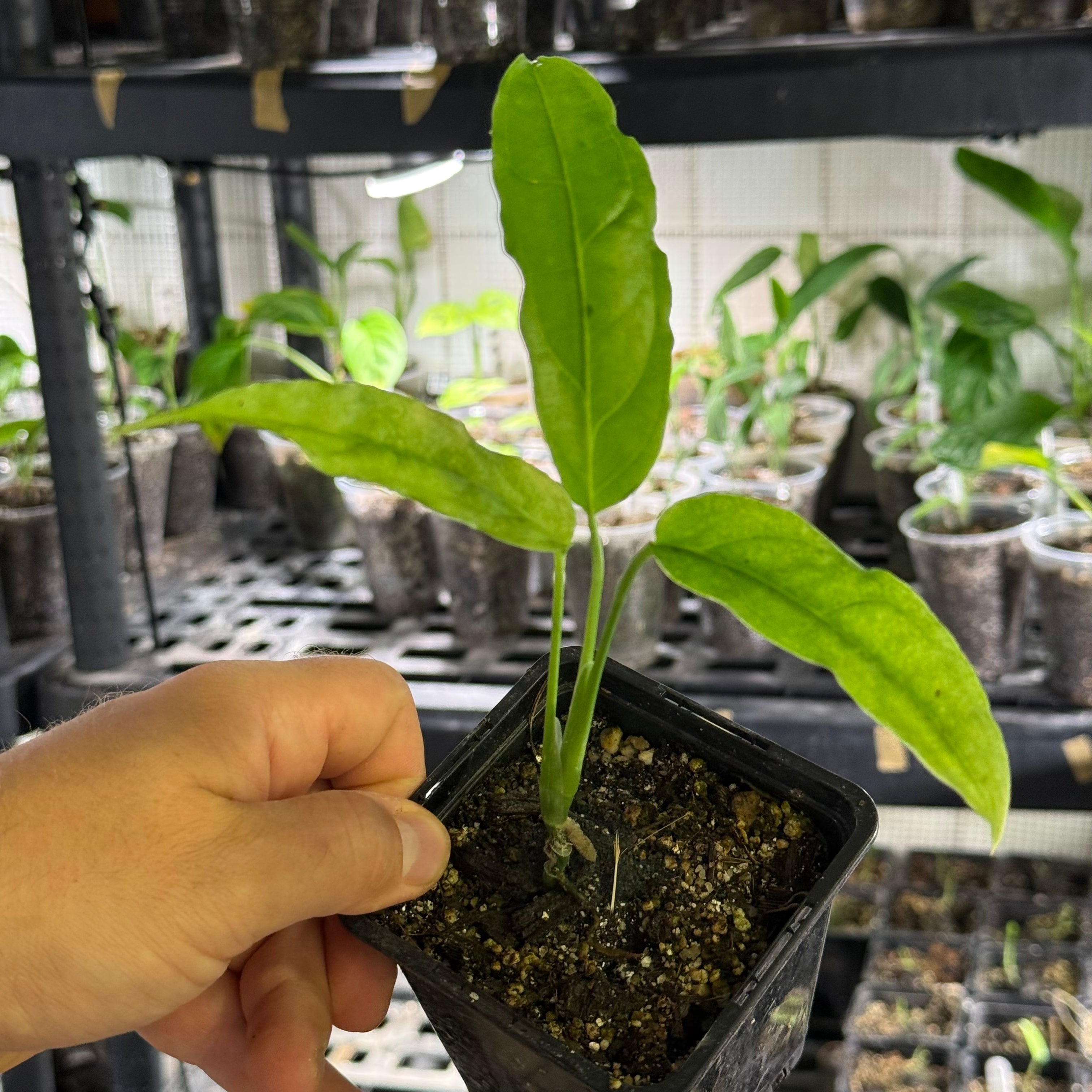 Monstera obliqua amazonica