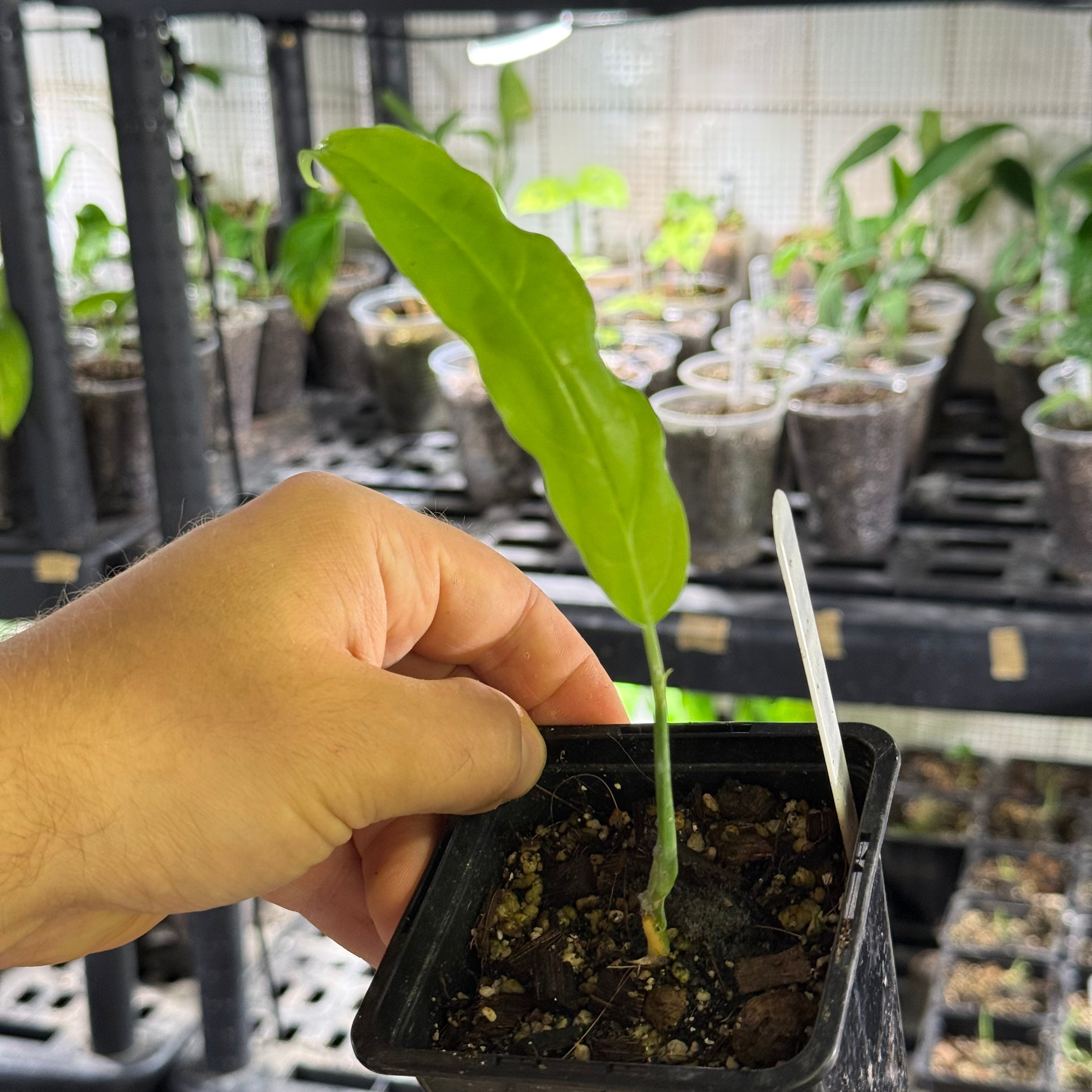 Monstera obliqua amazonica